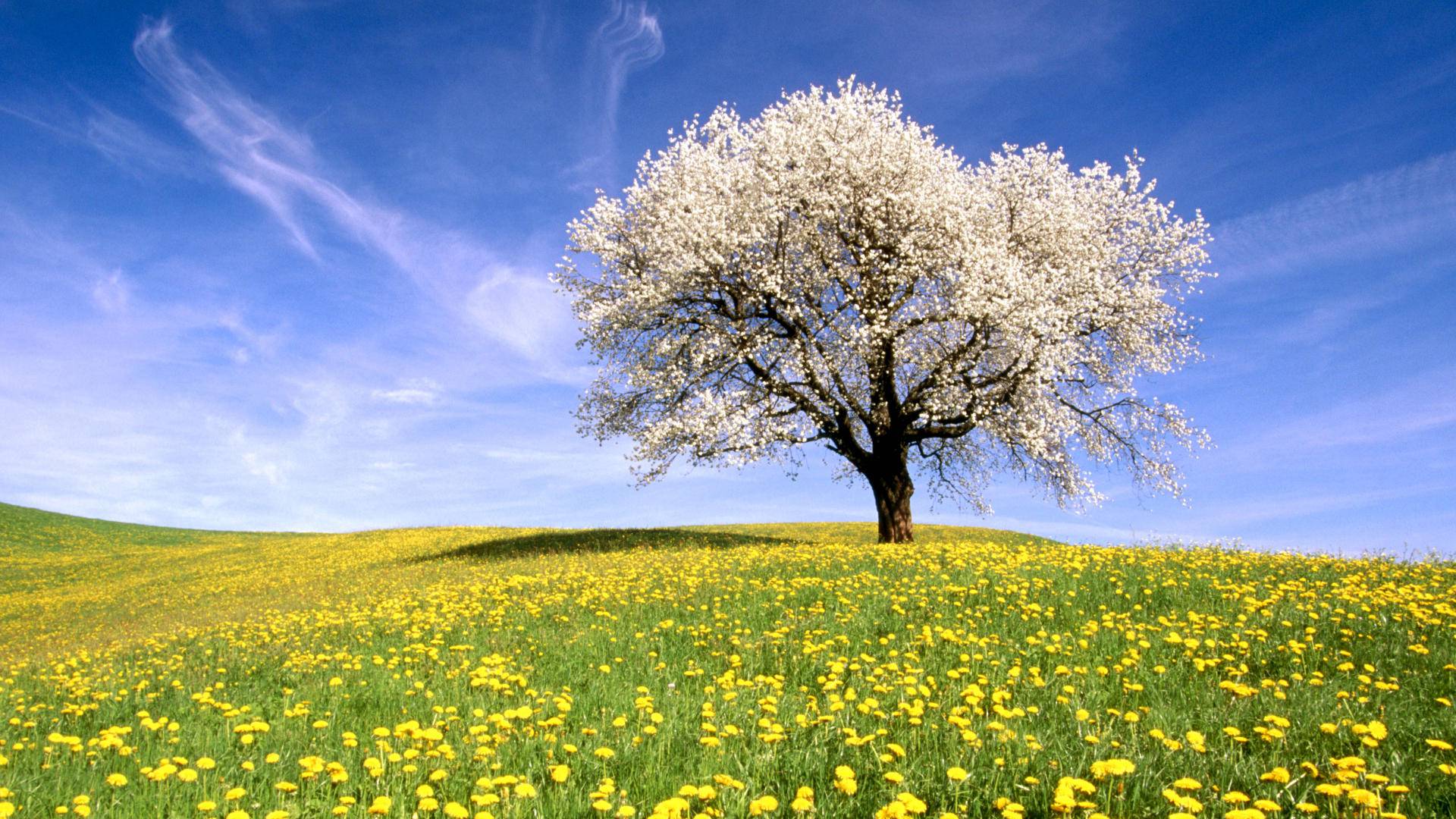 1920x1080 Meadow Wallpaper