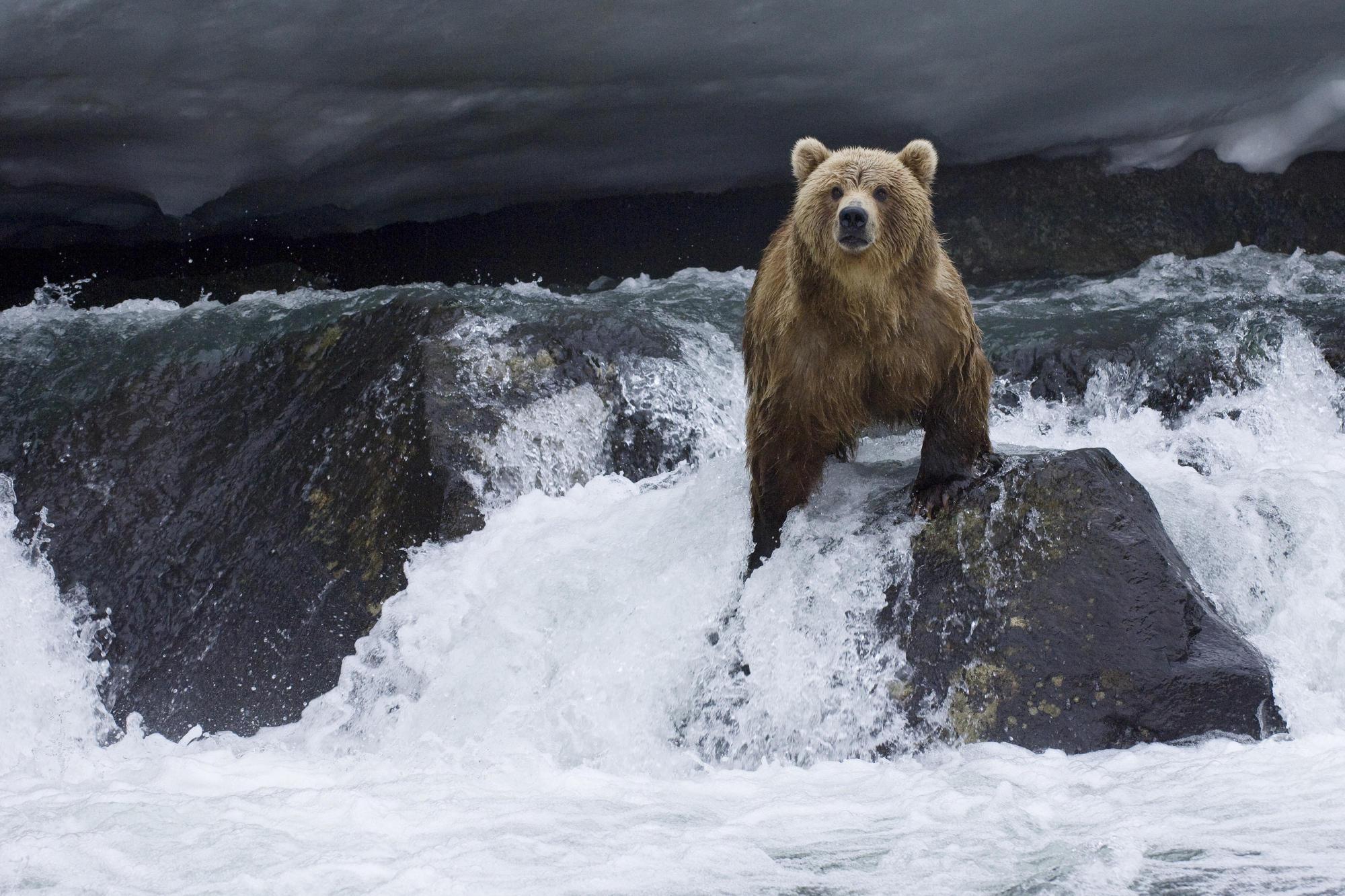 2000x1333 Bear Animal On Water And Stone Wallpaper Download Wallpaper Bear In Waterfall