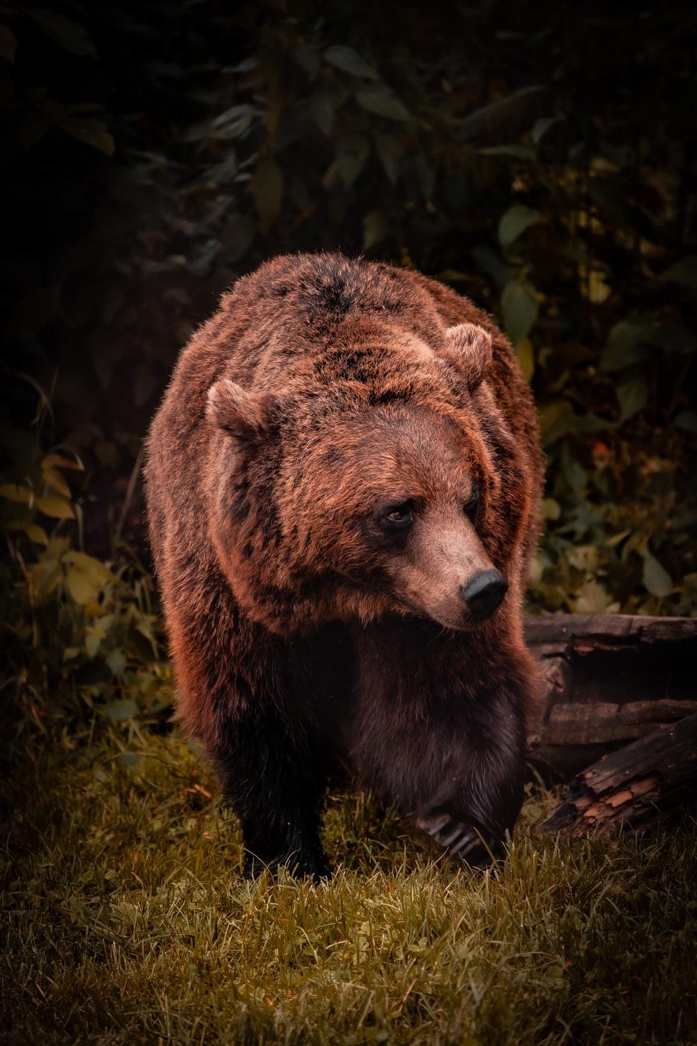 1000x1500 Bear Picture [HD]. Download Free Image