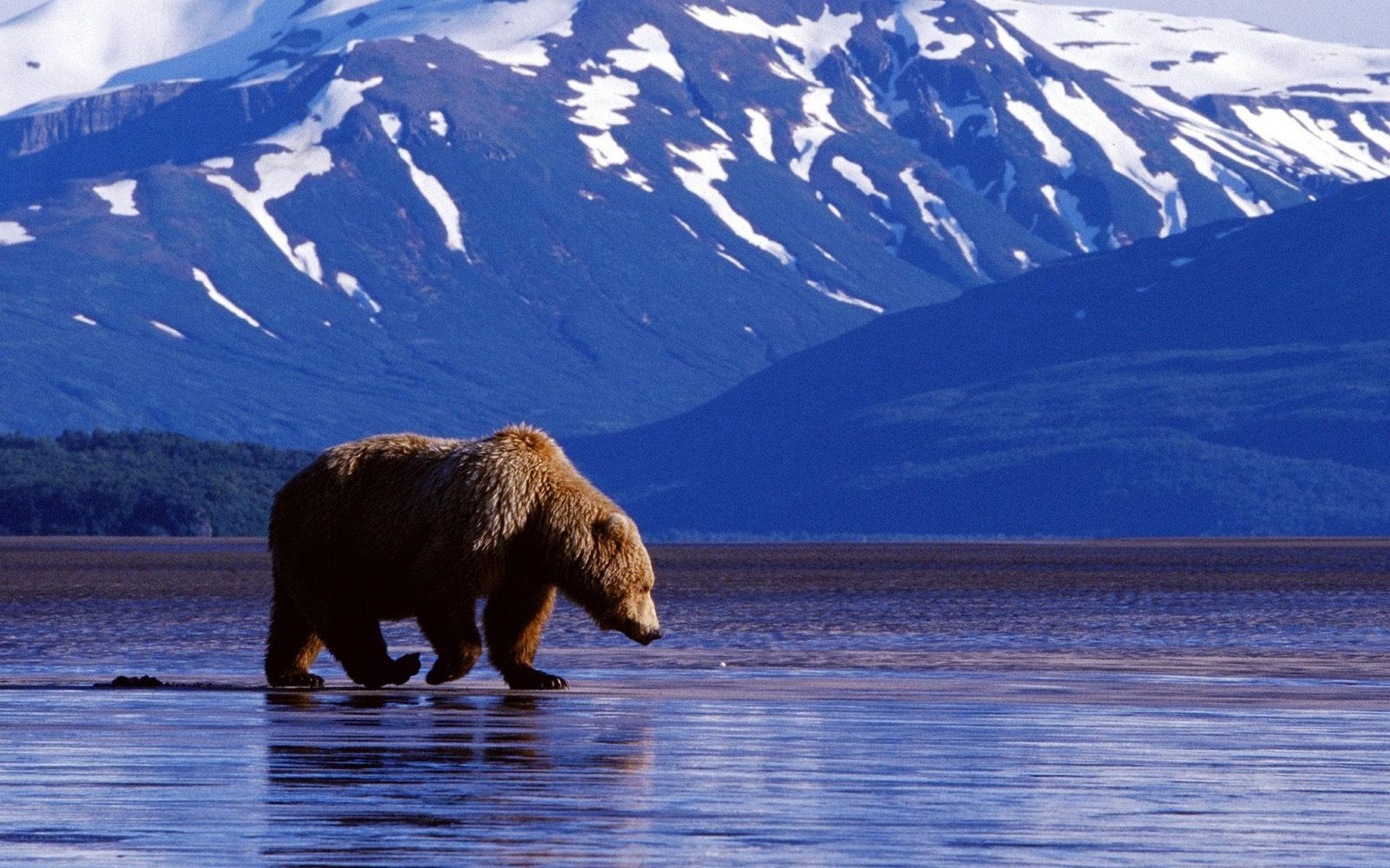 1920x1200 mountains landscapes nature lonely grizzly bears bears