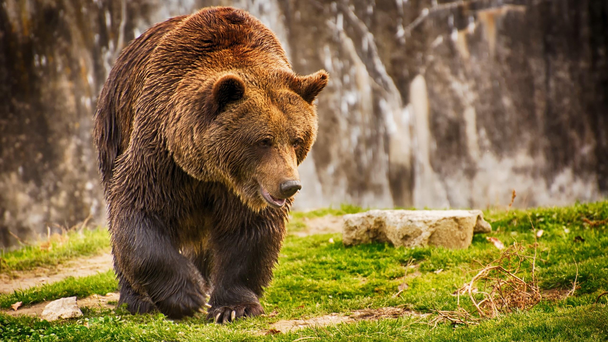2560x1440 free computer bear wallpaper. Mocah HD Wallpaper