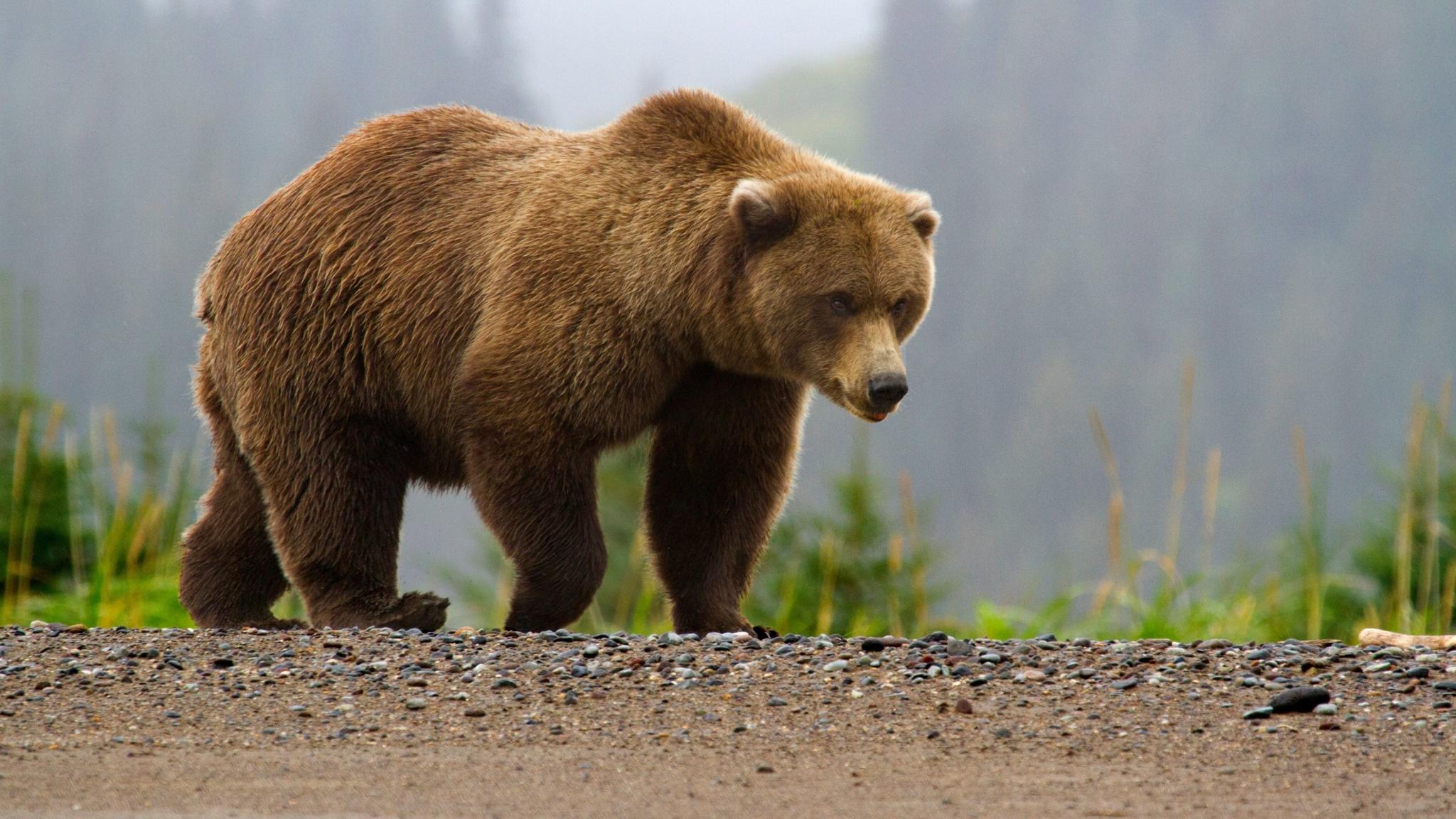 Bear Computer Wallpapers - Top Free Bear Computer Backgrounds ...