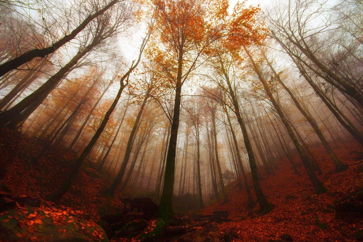 1500x1000 forest, Turkey, Bursa, Tree, Fog, Autumn, Landscape Wallpaper HD / Desktop and Mobile Background