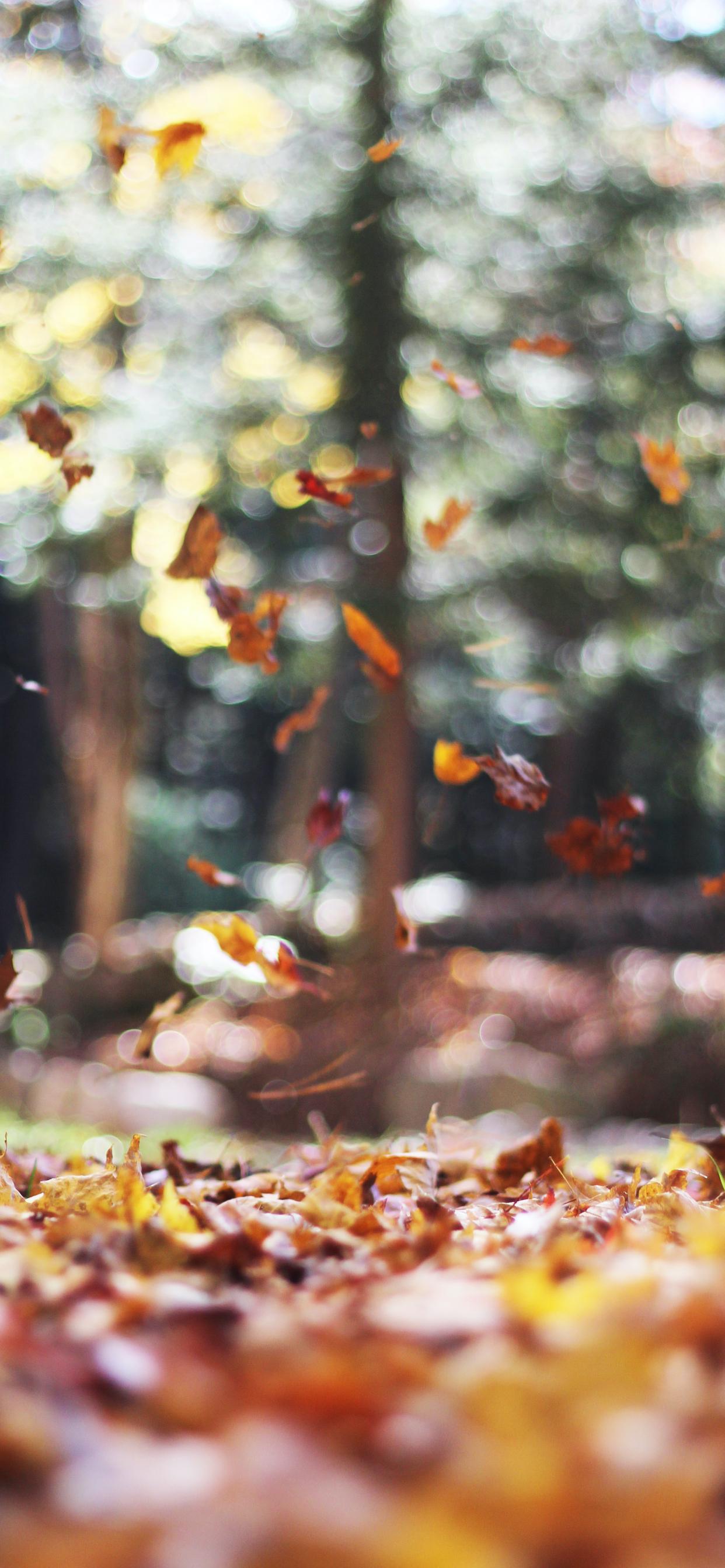 1242x2688 Fall scenes and Thanksgiving iPhone wallpaper
