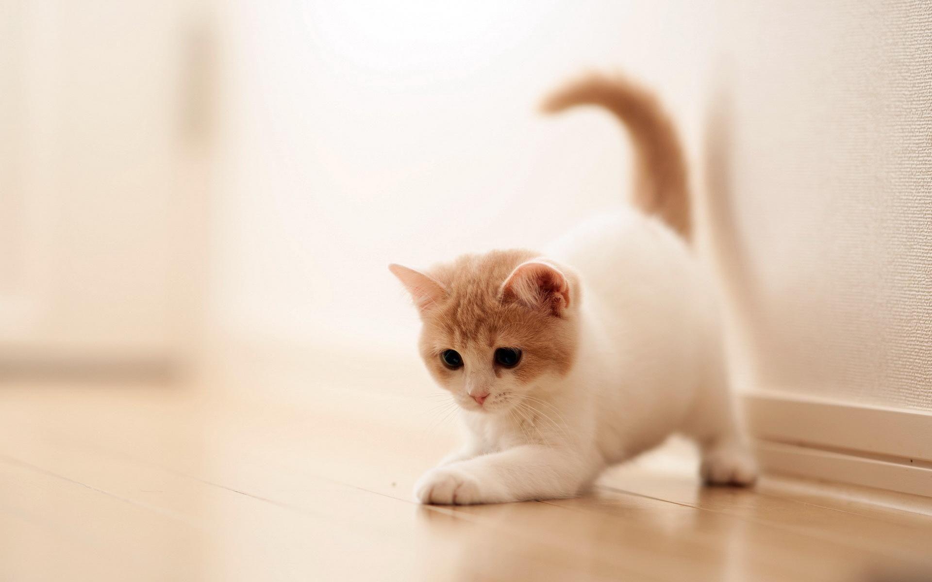 1920x1200 Kawaii Cat Wallpaper