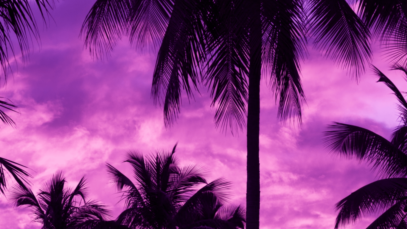 1366x768 Download 1366x768 Purple Sky, Palm Trees, Dark Wallpaper for Laptop, Notebook