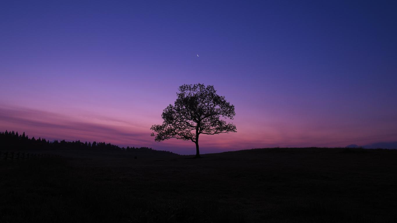 1366x768 Dark Sky Tree Purple Sky Nature 1366x768 Resolution Wallpaper, HD Nature 4K Wallpaper, Image, Photo and Background