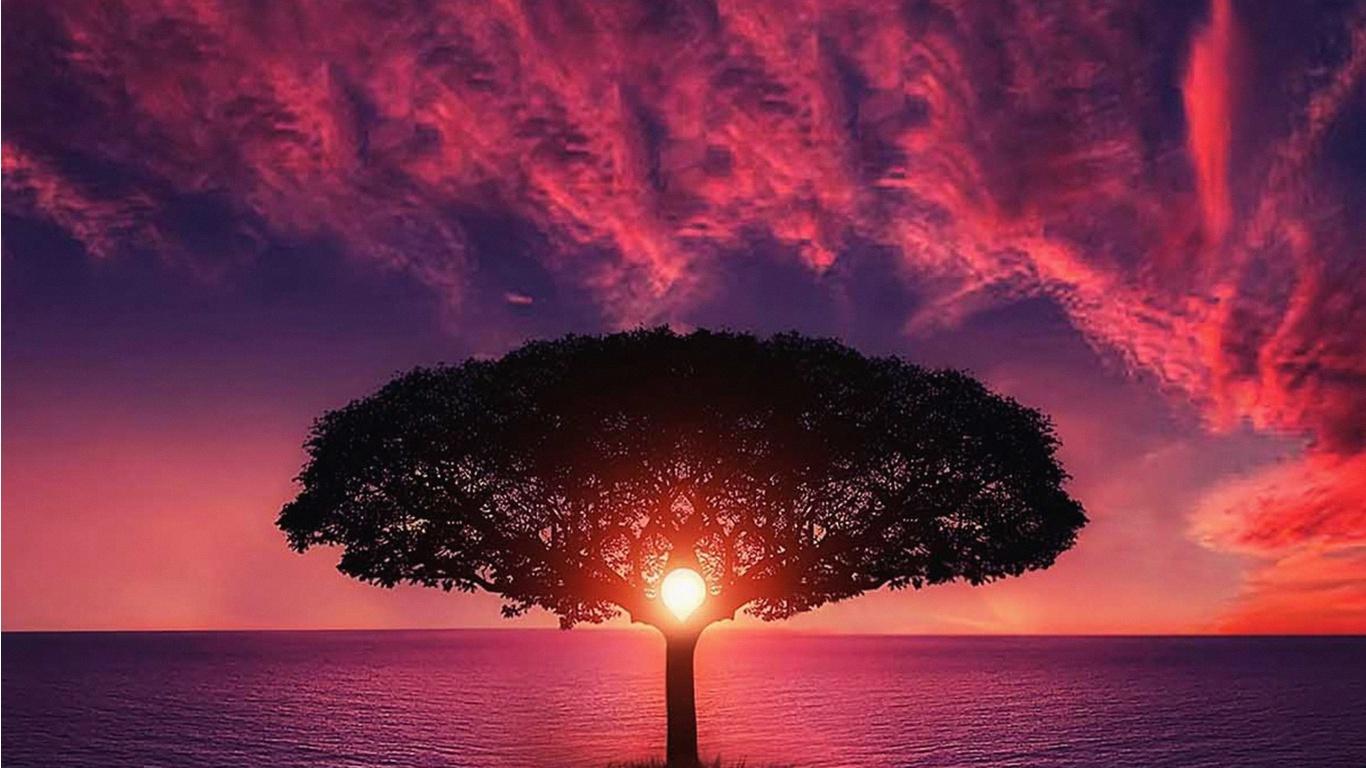 1366x768 Tree, Sunset and Purple Sky Wallpaper
