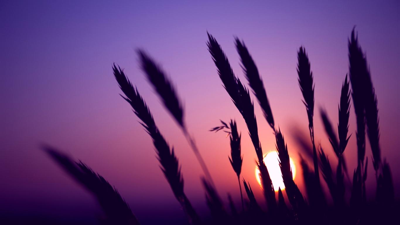 1366x768 Wallpaper Evening, sunset, purple sky, grass silhouette 1920x1200 HD Picture, Image