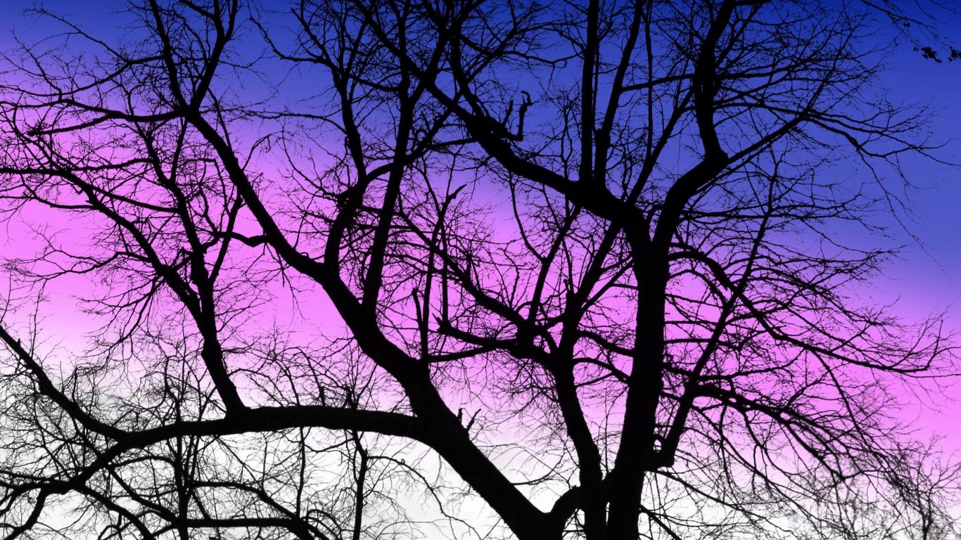 1366x768 Download 1366x768 wallpaper purple sky, sunset, silhouette, tree, nature, tablet, laptop, 1366x768 HD image, background, 18045