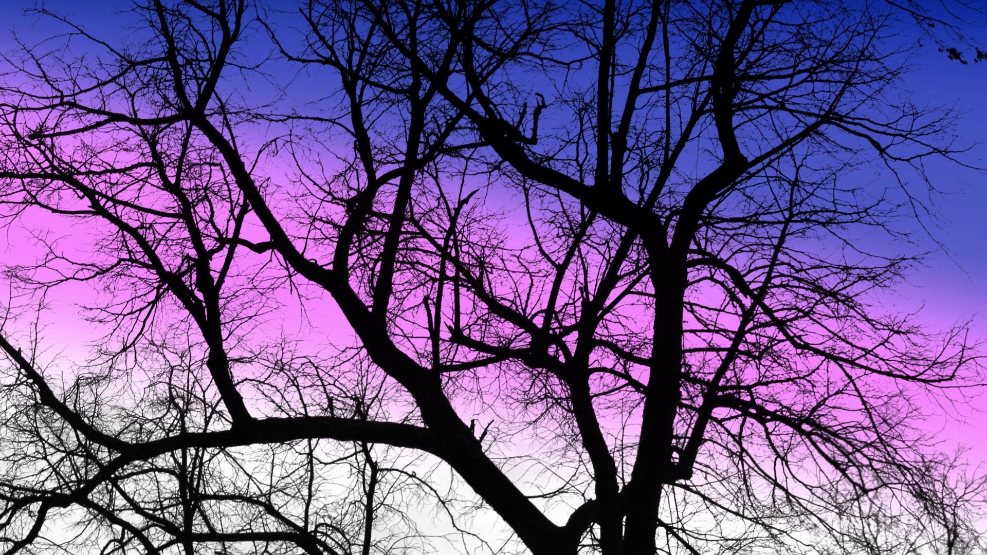 1920x1080 Download 1920x1080 wallpaper purple sky, sunset, silhouette, tree, nature, full hd, hdtv, fhd, 1080p, 1920x1080 HD image, background, 18045