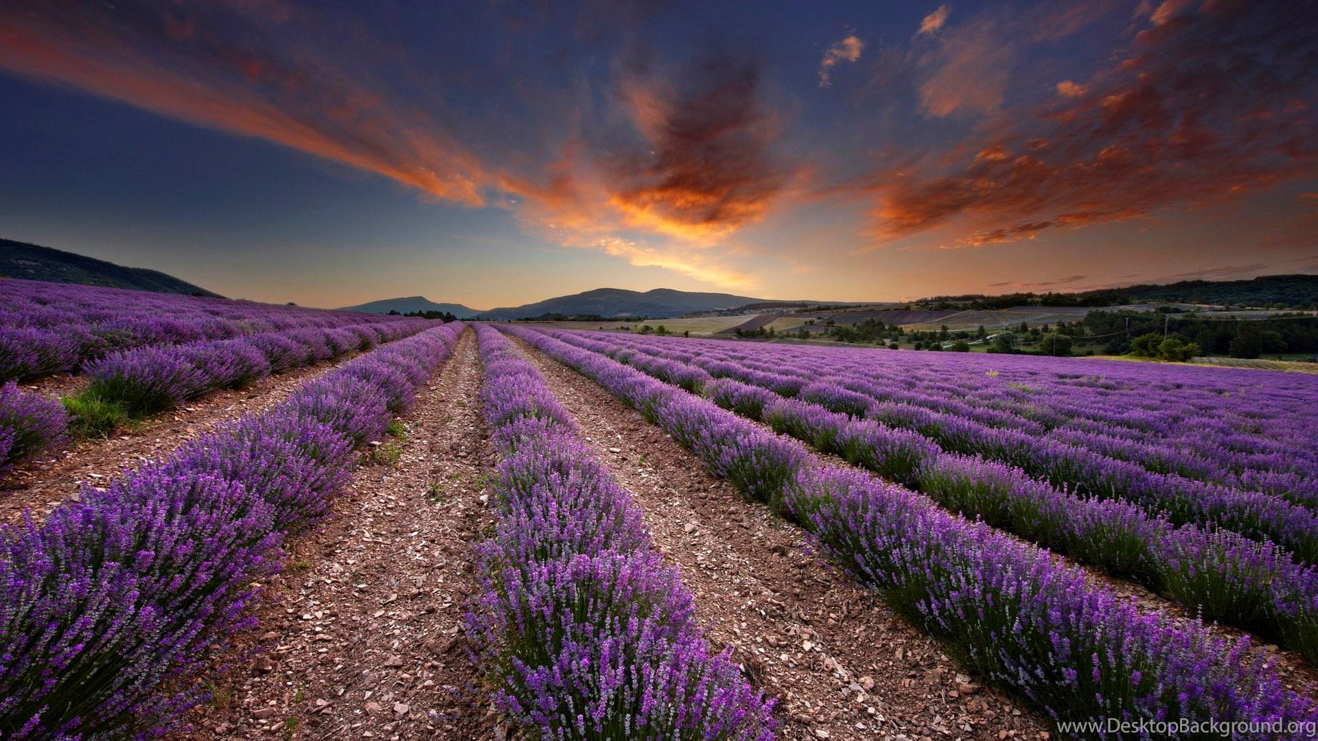 1920x1080 HD Purple Lavender Field Scenery Wallpaper HD 1080p Full Size. Desktop Background