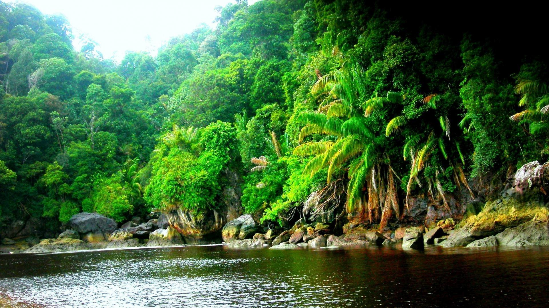 1920x1080 Amazon Rainforest Jungle Black River Wallpaper HD Resolution 1920x1080 :