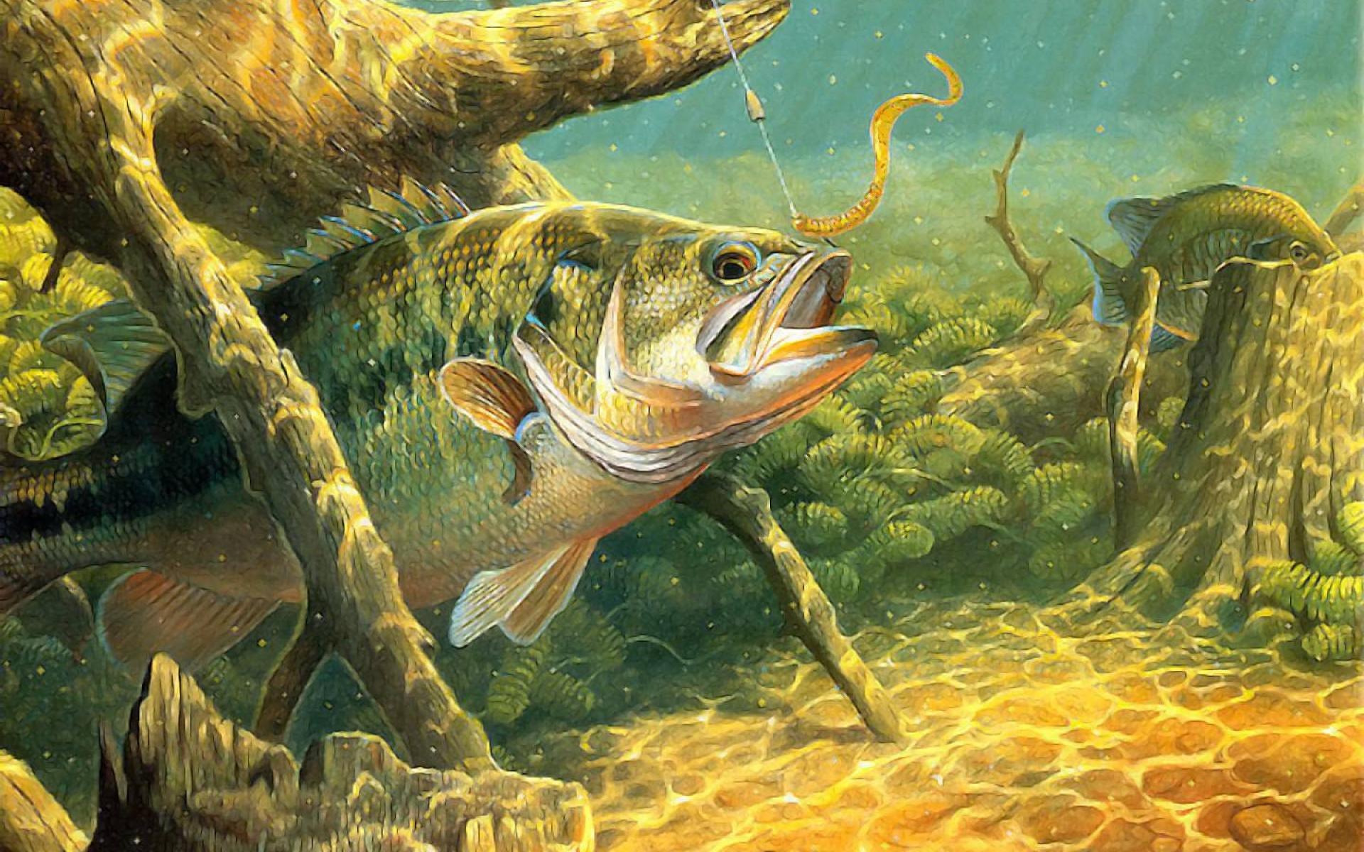 1920x1200 fishing, Fish, Sport, Water, Fishes, Underwater, Lake, River, Artwork, Bass Wallpaper HD / Desktop and Mobile Background