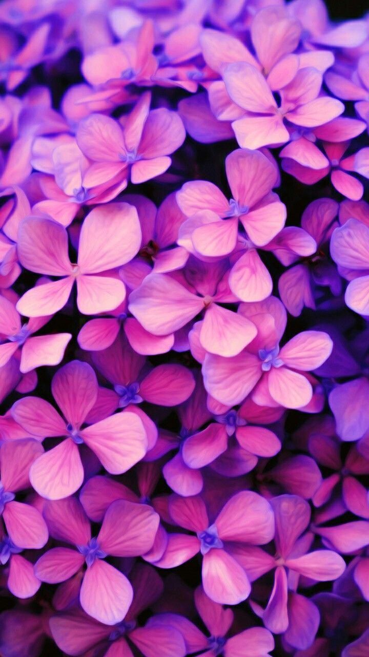 720x1280 Wallpaper Pink And Purple Flowers Free Mock Up