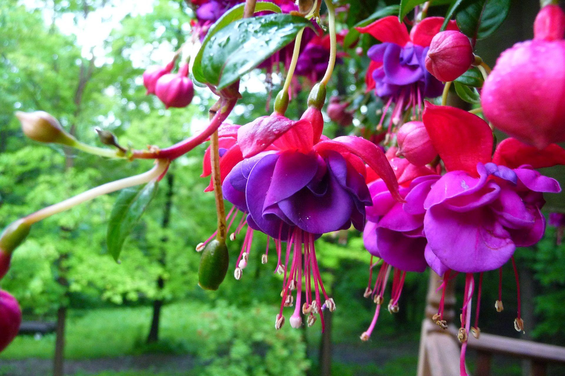 1920x1280 Free photo: pink purple flowers, Brown, Flora
