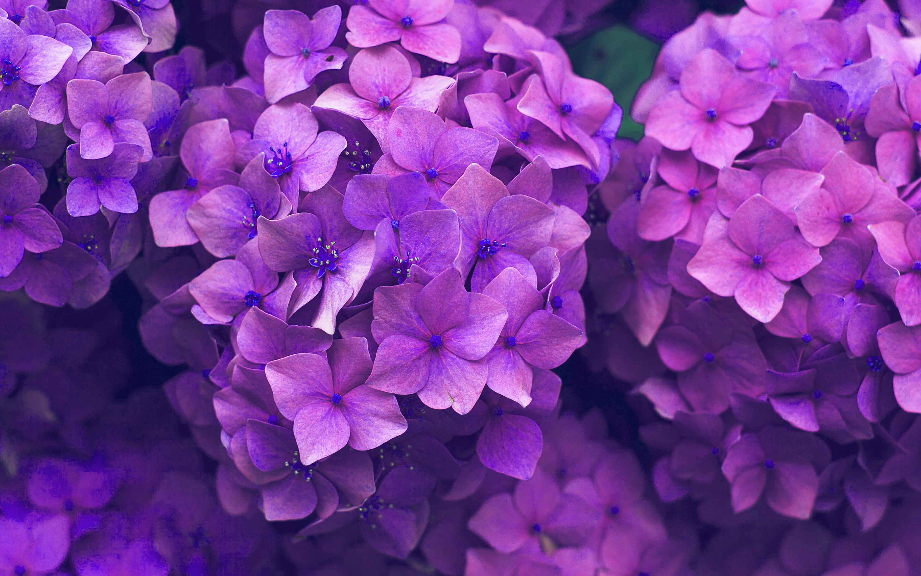 3840x2400 Flower Spring Pink Purple Nature Wallpaper