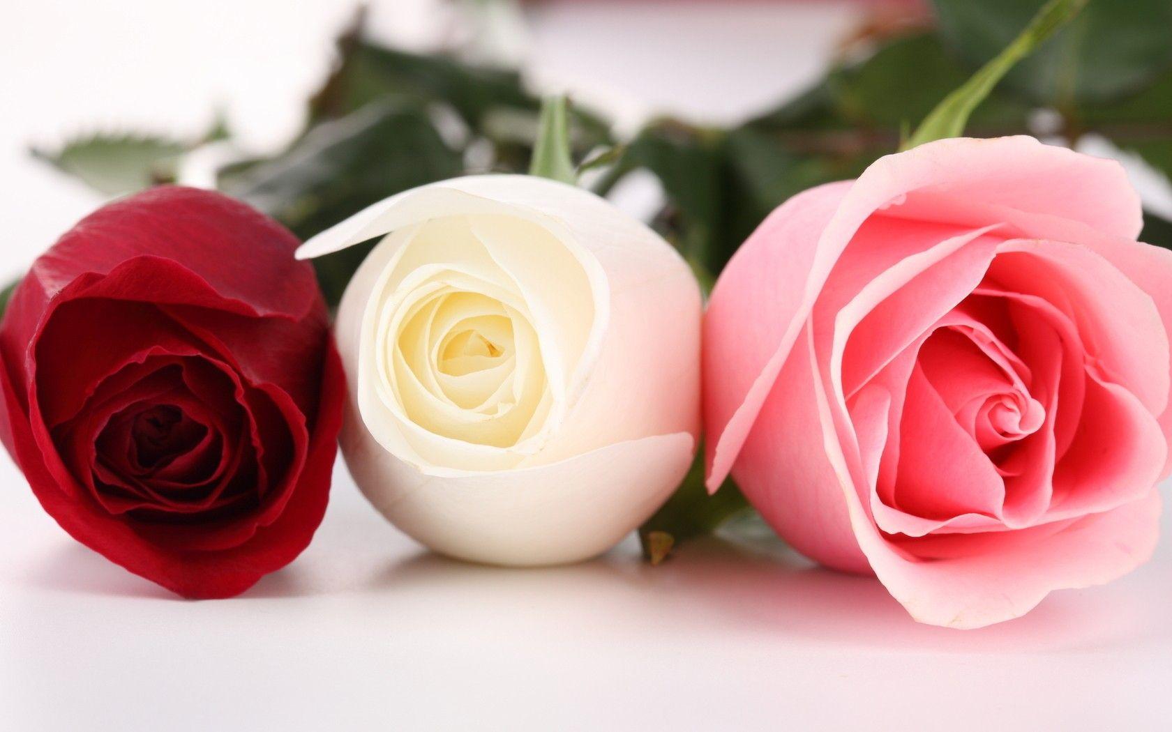1680x1050 Red And Pink Roses Wallpaper Pics