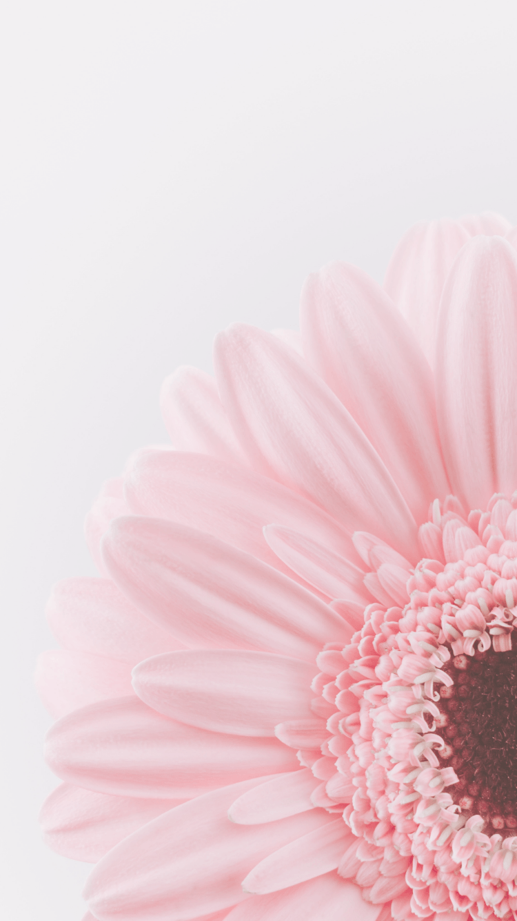 Hình nền điện thoại với hoa hồng nhạt nổi bật giữa hàng loạt những hình nền cũ kỹ và phổ biến. Hãy chiêm ngưỡng vẻ đẹp của Pink Flower Phone Wallpapers và thay đổi màn hình điện thoại của bạn với những bông hoa tươi sáng.
