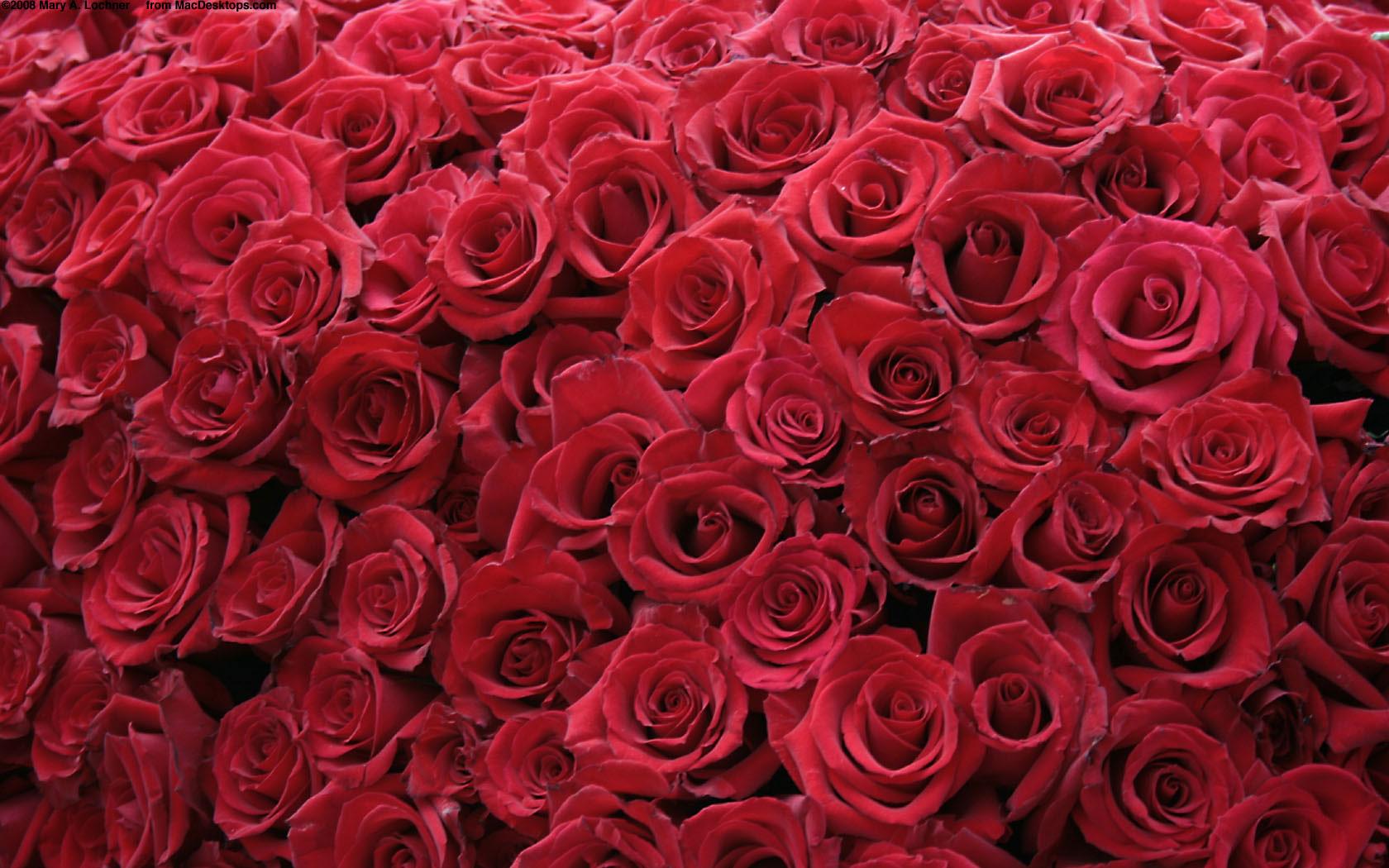 1680x1050 Free download Red Roses Wallpaper HD Wallpaper Flowers Wallpaper [1680x1050] for your Desktop, Mobile & Tablet. Explore Pink Roses Picture Wallpaper. Pink Wallpaper, Pink Flower Wallpaper, Pink Background Wallpaper