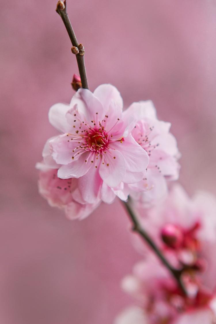 750x1125 Beautiful Light Pink Flower Wallpaper HD Mobile Wallpaper