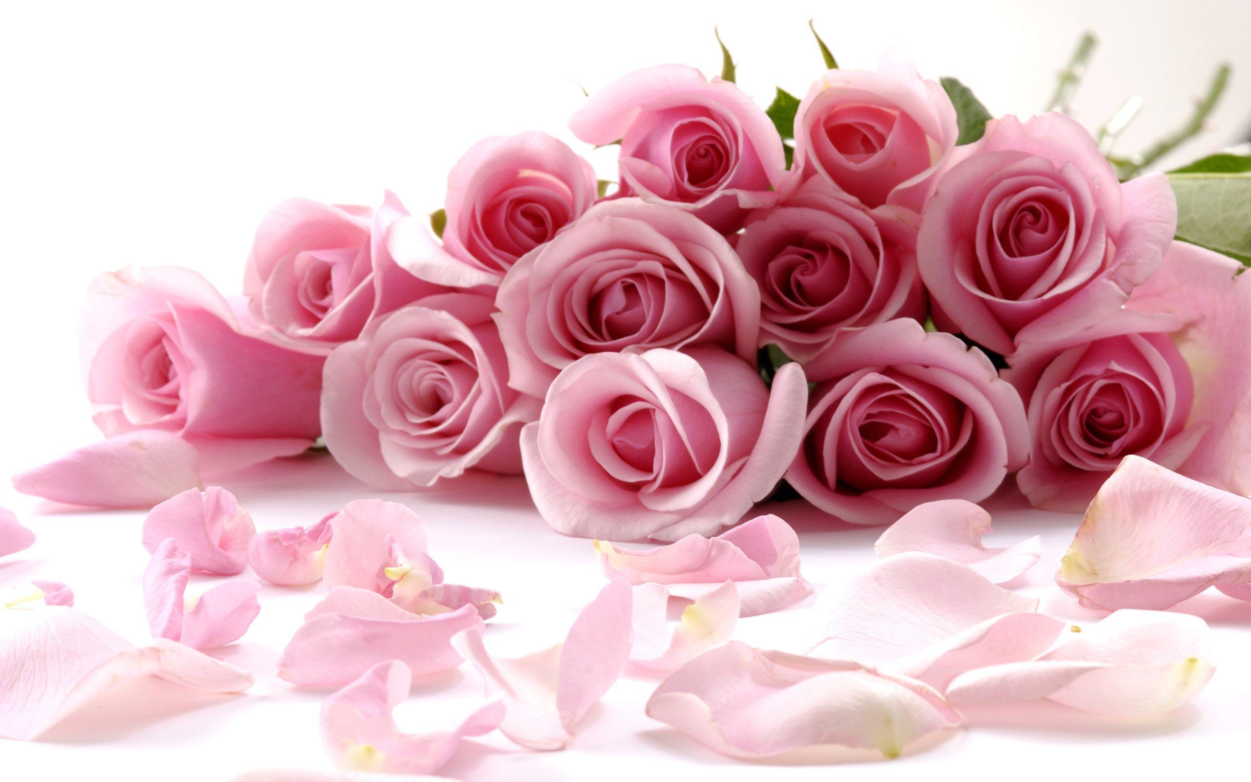 2560x1600 Red And Pink Roses Wallpaper Pics