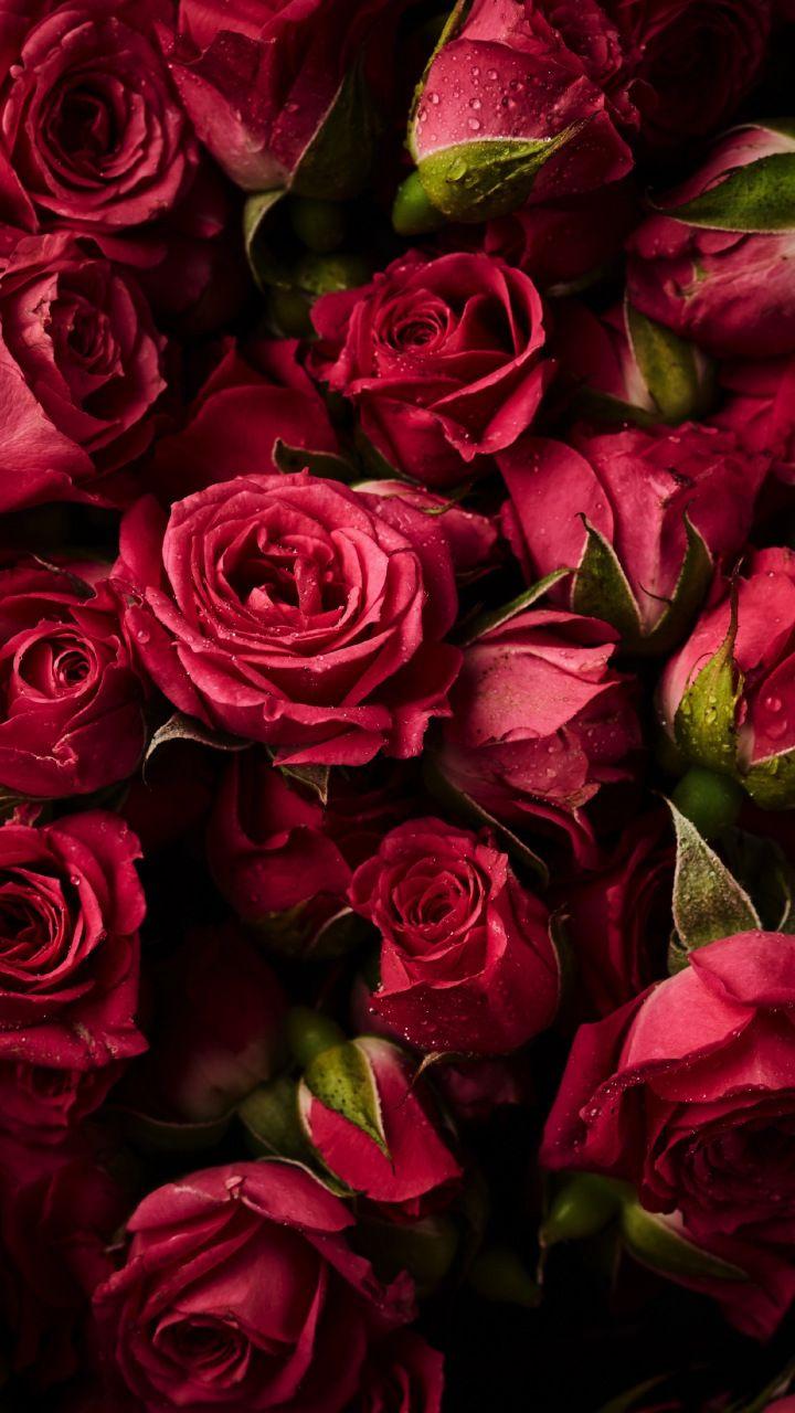 Red and Pink Flowers Wallpapers Top Free Red and Pink Flowers