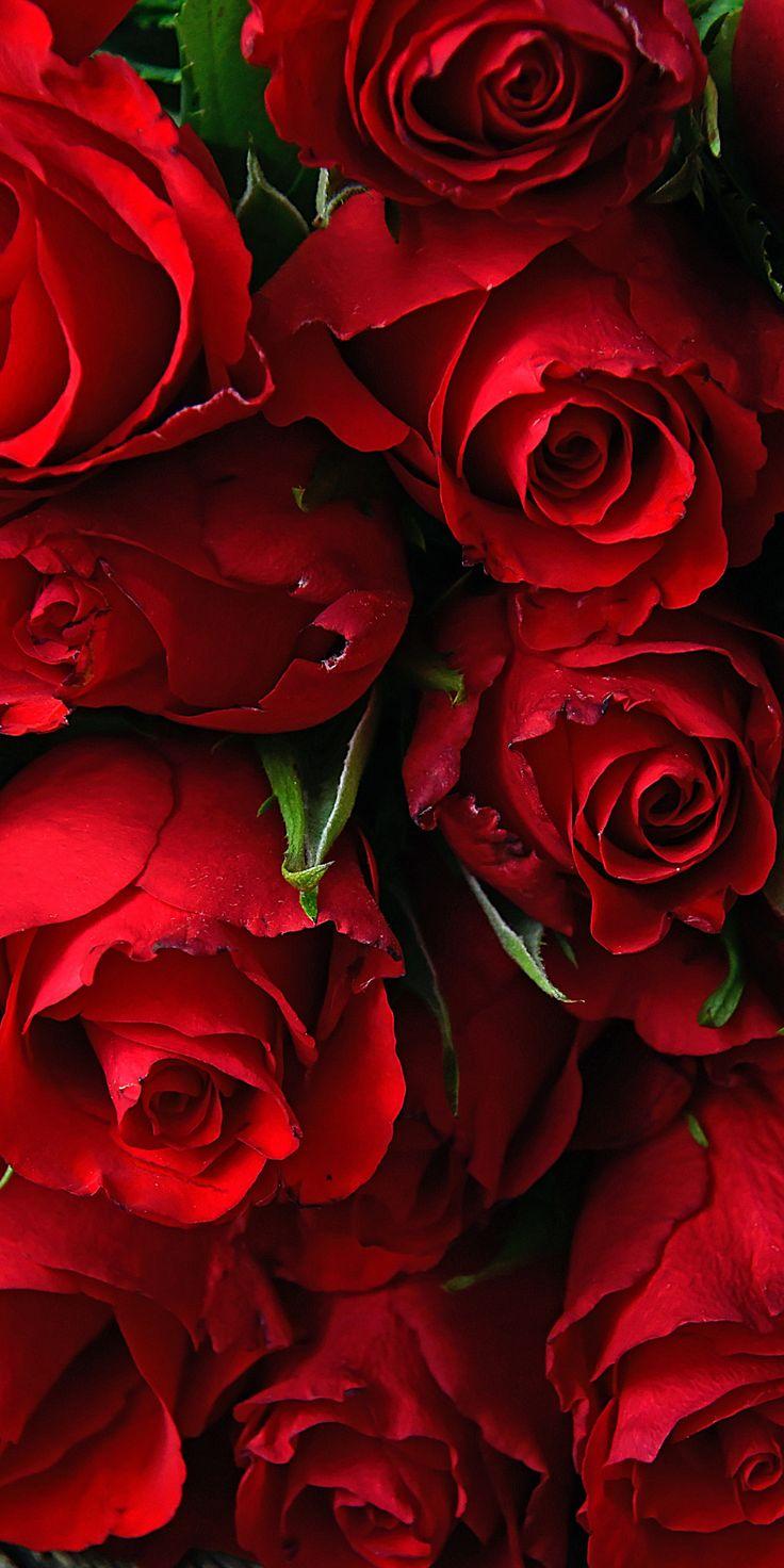 736x1472 Rose, fresh, red flowers, 1080x2160 wallpaper. Red flower wallpaper, Rose flower wallpaper, Red roses wallpaper