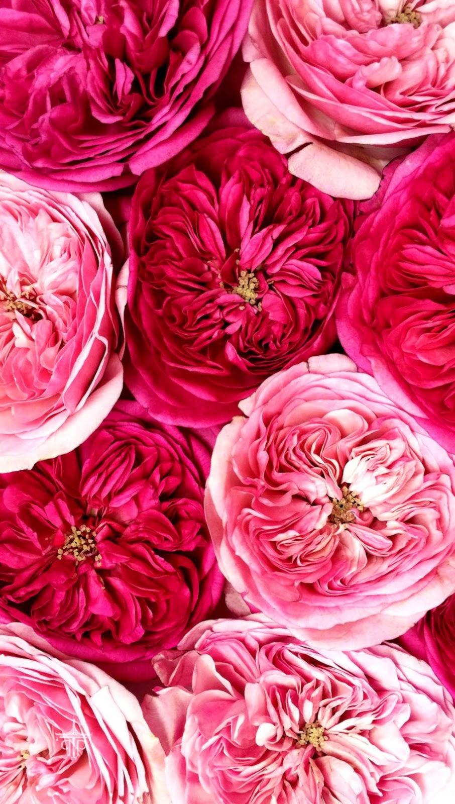 906x1600 Floral Wallpaper For Your Phone The Pink Pagoda Phone Wallpaper Flowers