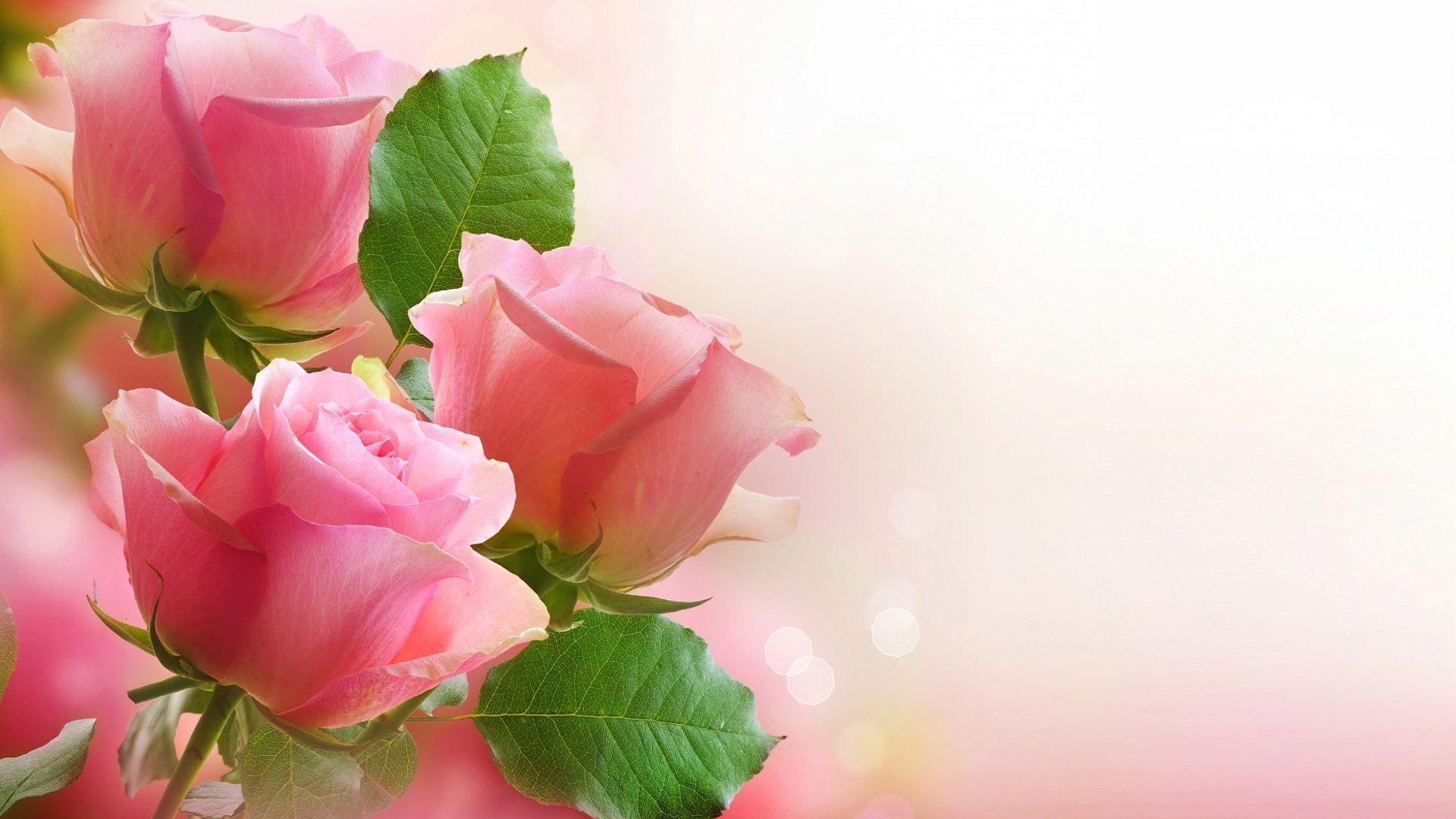 1920x1080 Light Pink Roses Wallpaper