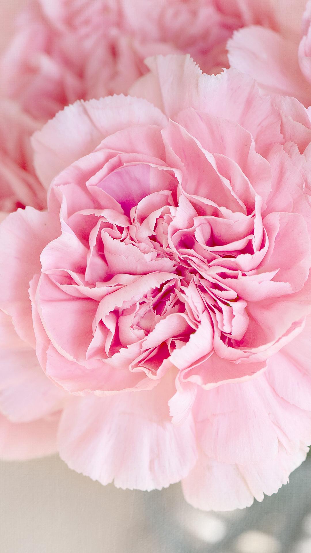1080x1920 Pink Flower HD Wallpaper For Phone HD Wallpaper