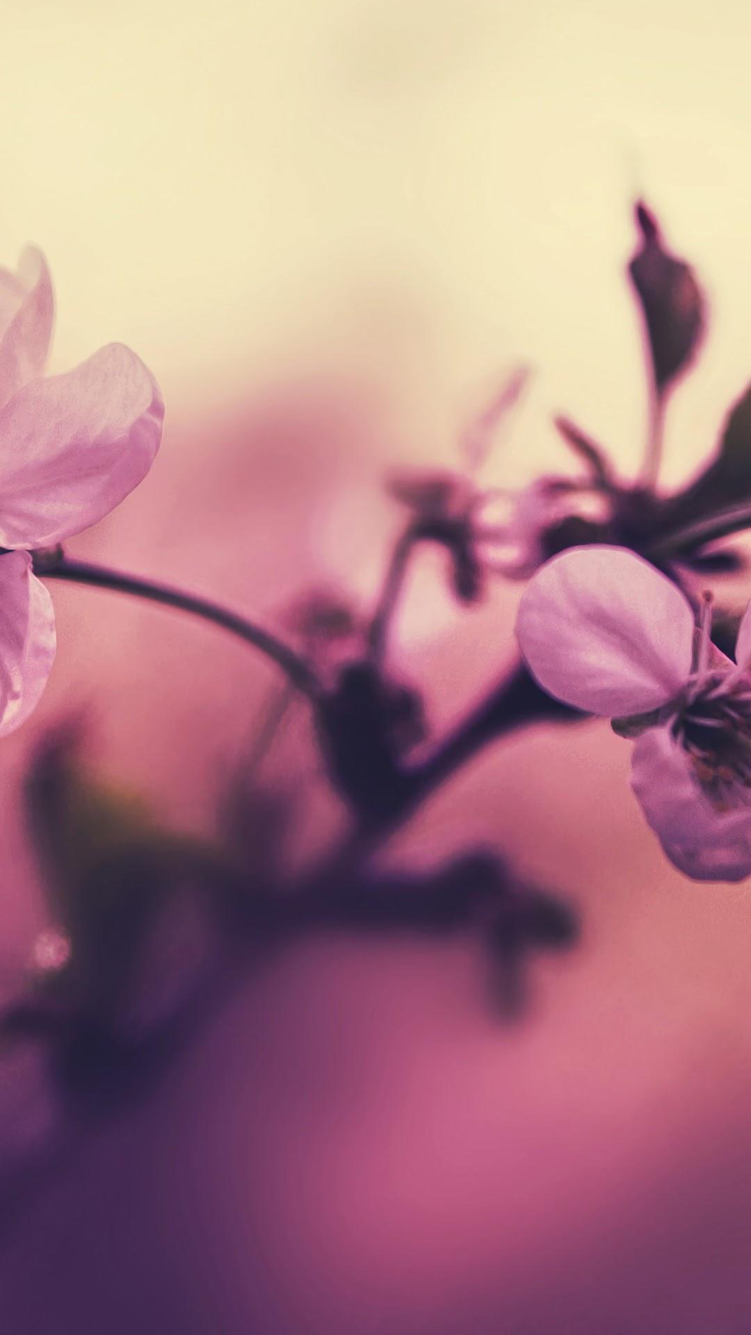 1080x1920 Pink Flower phone HD Wallpaper, Image, Background, Photo and Picture. Mocah HD Wallpaper