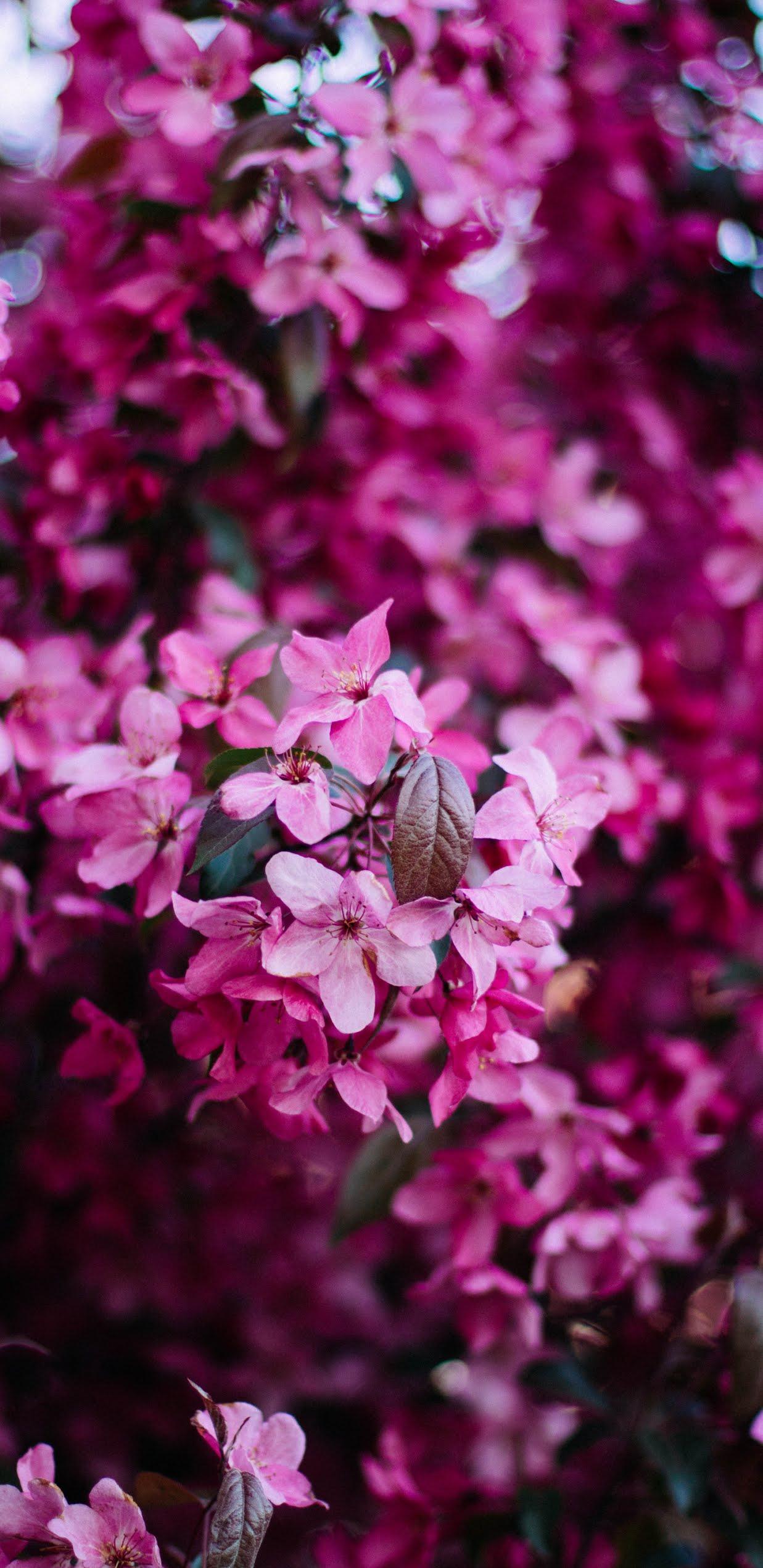 1237x2542 Magenta Flower, Spring, Pink Flowers, Blossom, Mobile Wallpaper Mobile Walls