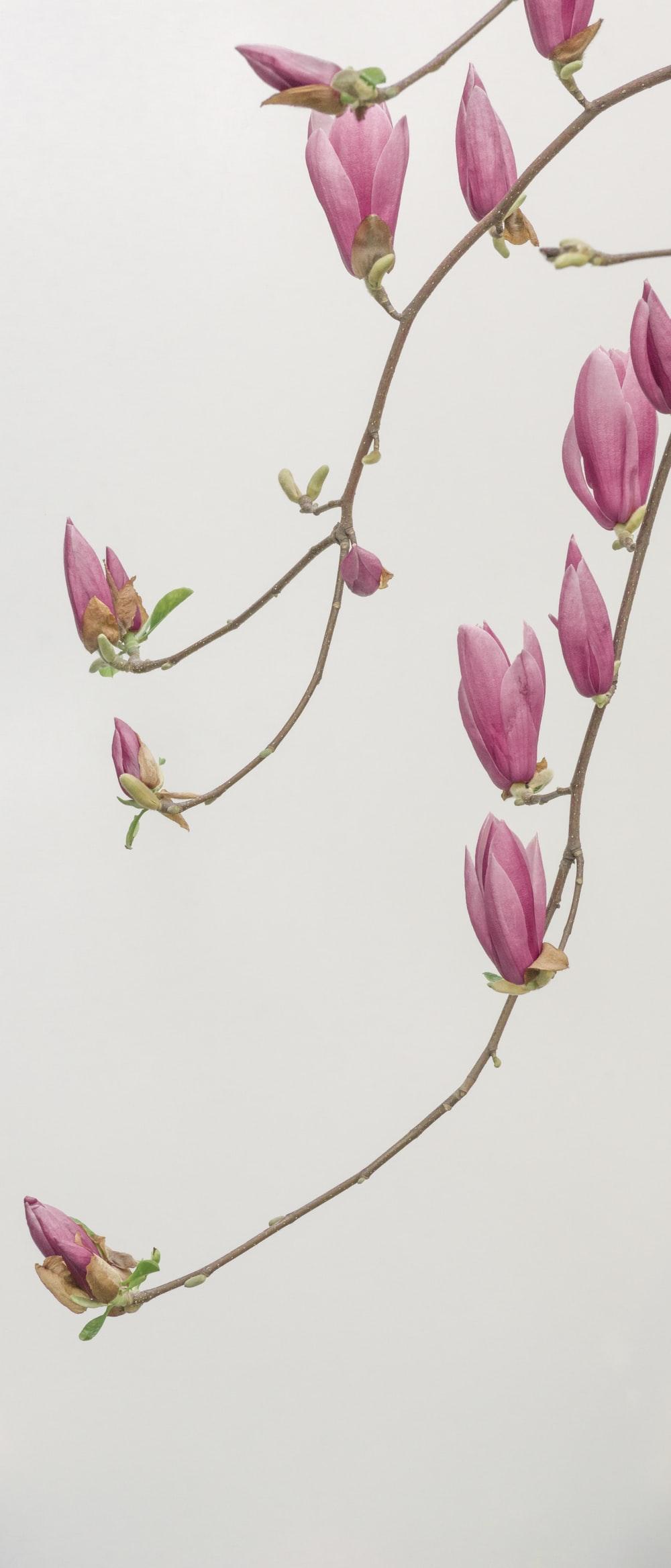 1000x2334 Flower Wallpaper: Free HD Download [HQ]