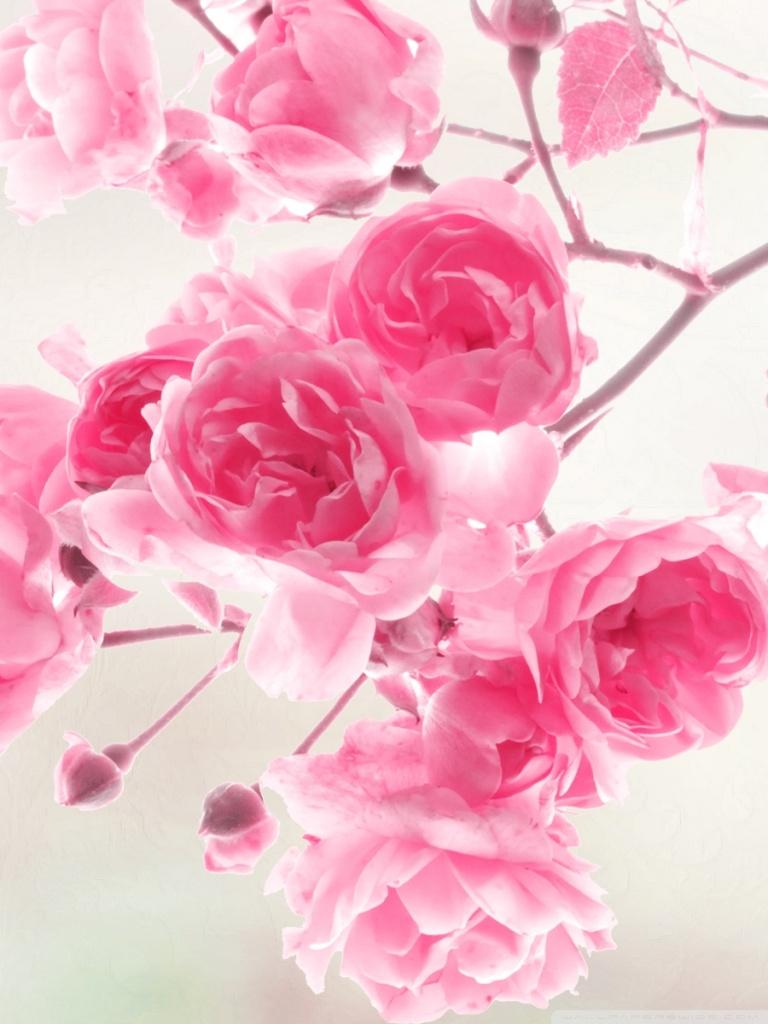 768x1024 flower phone wallpaper, flowering plant, blue, flower, petal, nature, plant, water, electric blue, hydrangea, hydrangeaceae