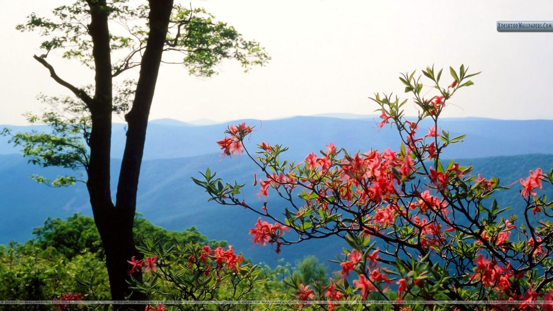 1920x1080 Blue Ridge Mountains North Carolina Wallpaper