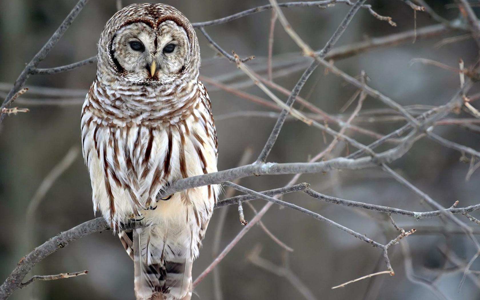 1680x1050 Free download hoot owl large typical owl man eight hooter nature owls rain owl [1920x1080] for your Desktop, Mobile & Tablet. Explore Hoot Owl Wallpaper. Hoot Owl Wallpaper, Owl