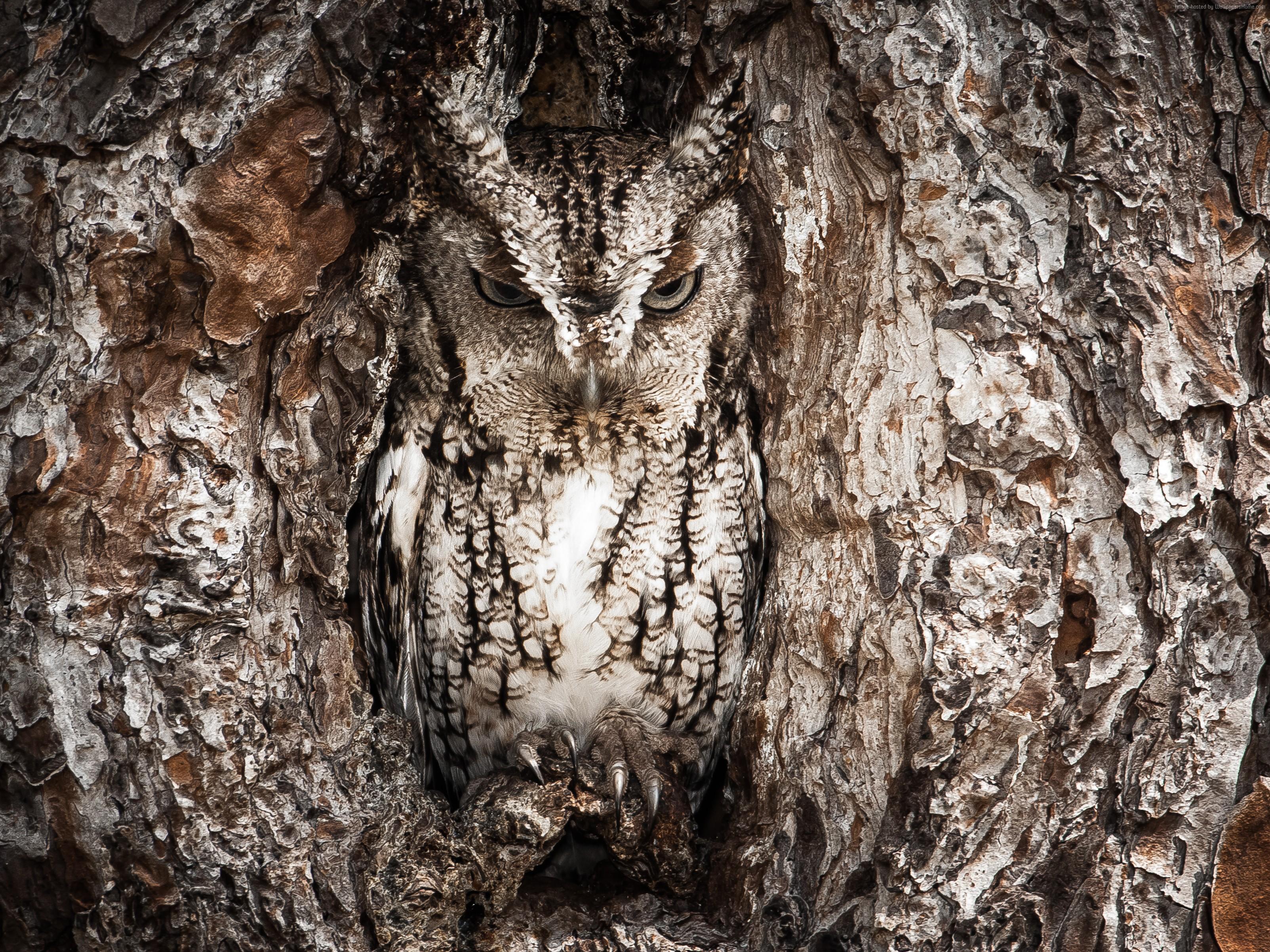 3207x2405 #Funny, #Tree, k, #Owl, #HD wallpaper, #National Geographic, #Masking, #Hidden. Mocah HD Wallpaper