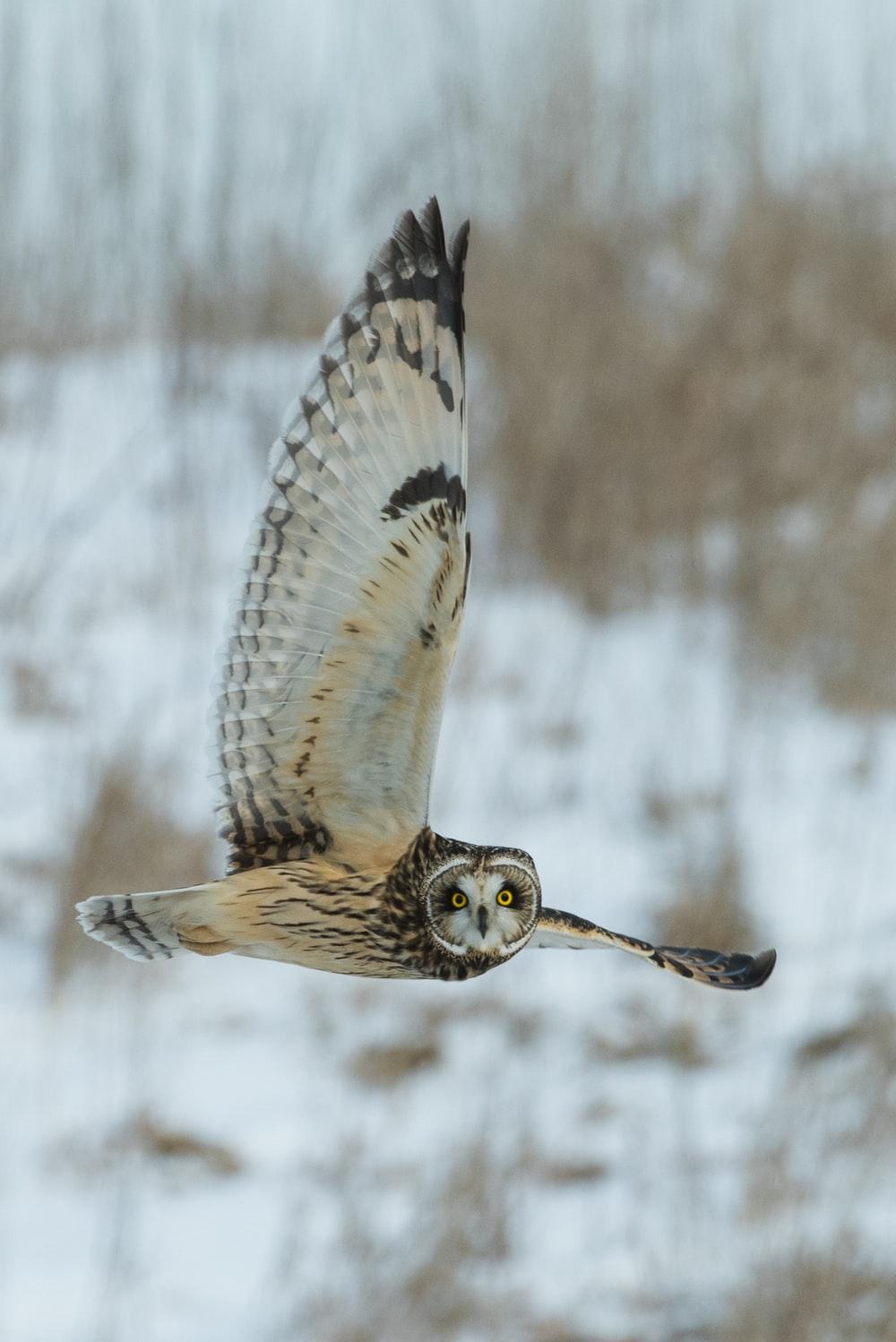 1000x1498 Owl Bird Roof HD Wallpaper. Decor di Design