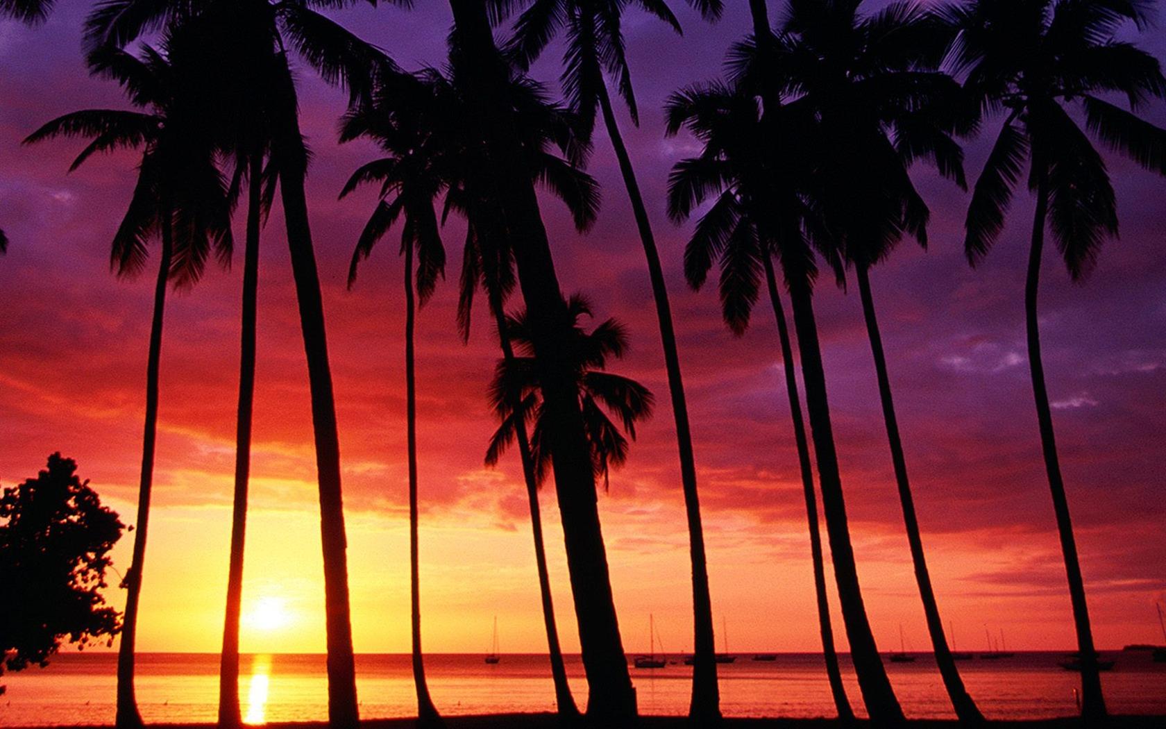 1680x1050 Palm Tree Sunset Wallpaper Of Puerto Rico Sunset