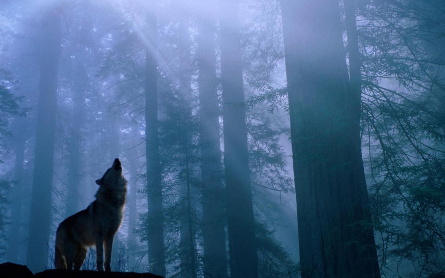 1440x900 Free download Animal wallpaper Widescreen Animal wallpaper dual screen 17 [2560x1024] for your Desktop, Mobile & Tablet. Explore Free Dual Monitor Wallpaper. Panoramic Wallpaper Dual Screen Windows High