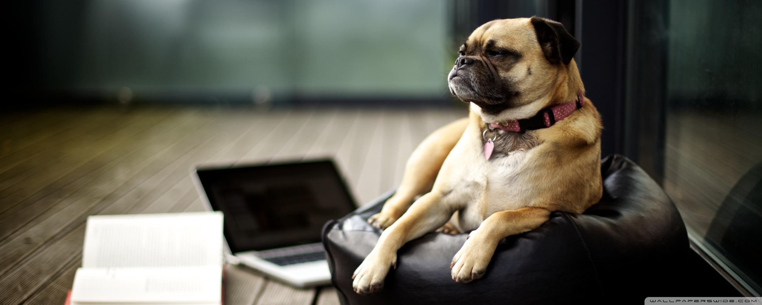 2560x1024 Tired Pug Ultra HD Desktop Background Wallpaper for 4K UHD TV : Multi Display, Dual Monitor : Tablet