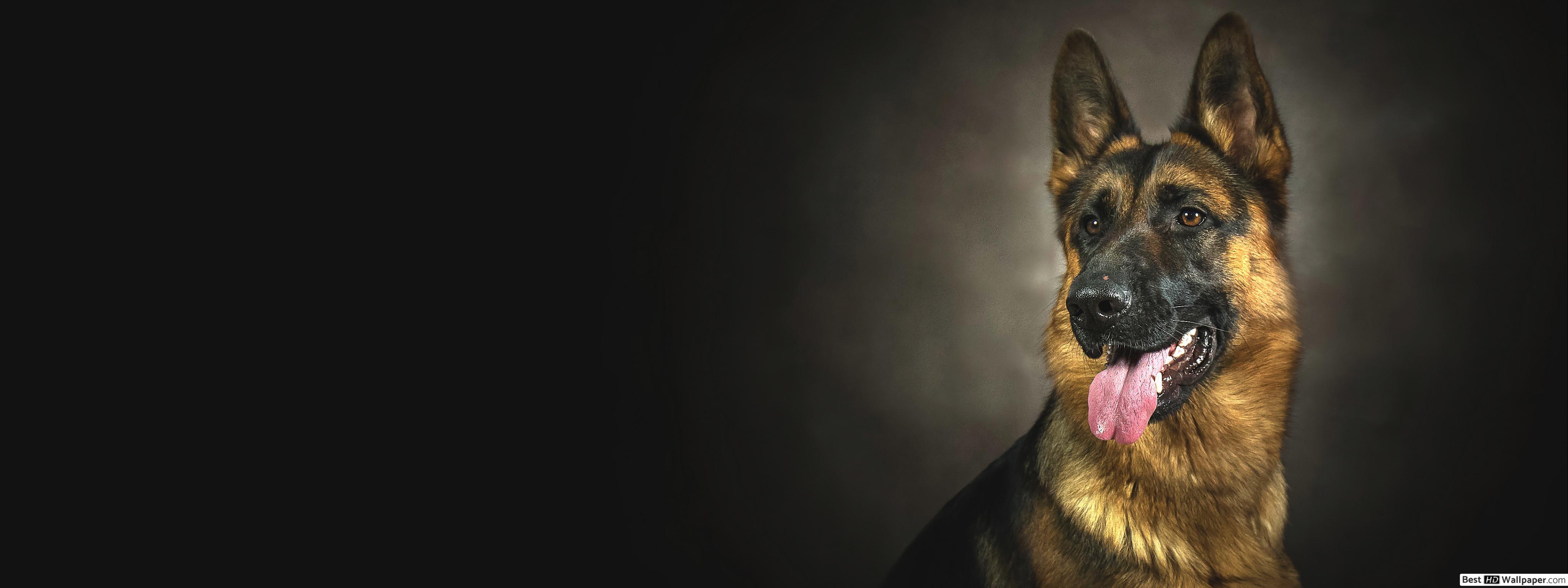4096x1536 German shepherd took out the tongue HD wallpaper download