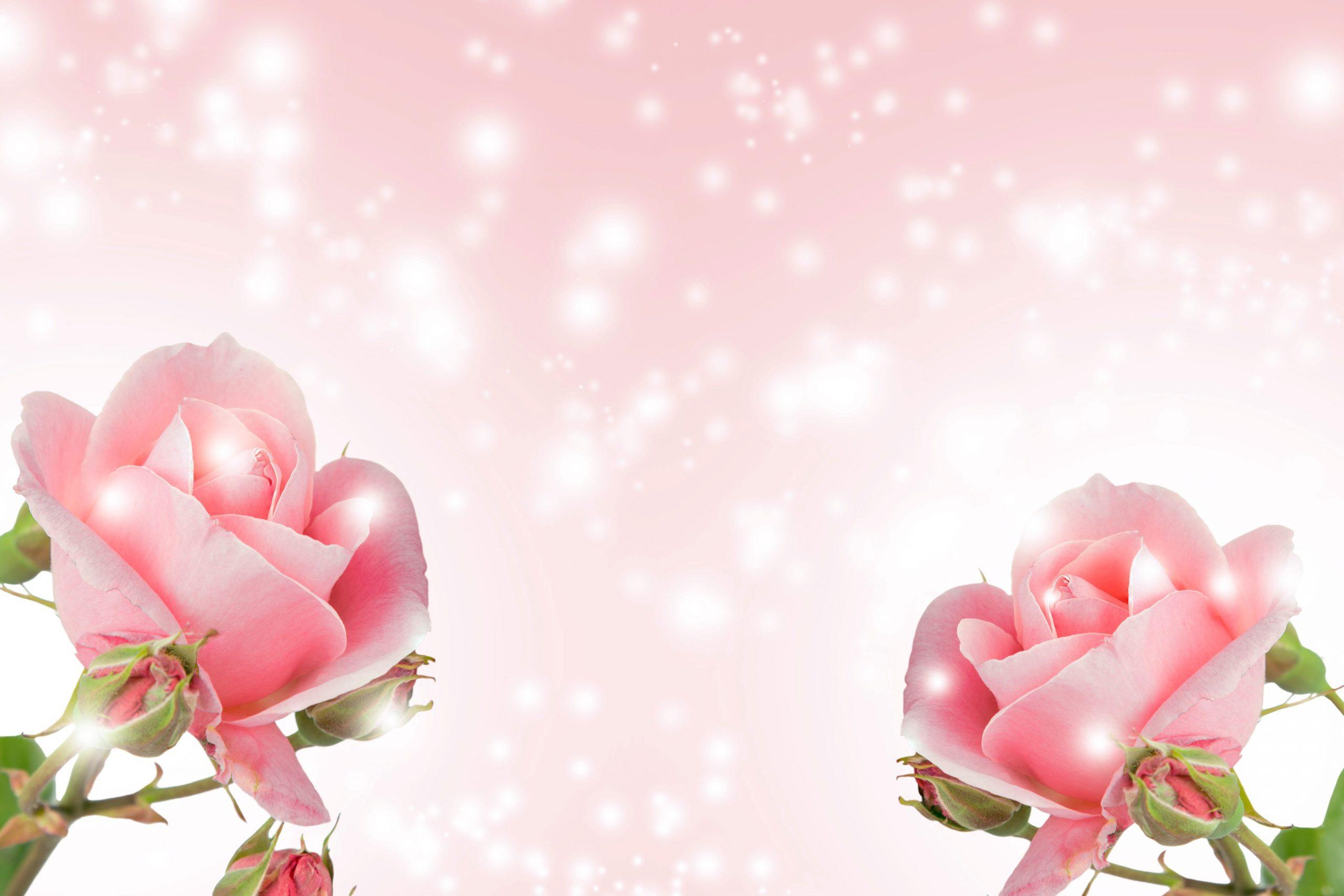 2560x1707 Flower wallpaper, nature, romance, summer, bright, love, desktop • Wallpaper For You HD Wallpaper For Desktop & Mobile