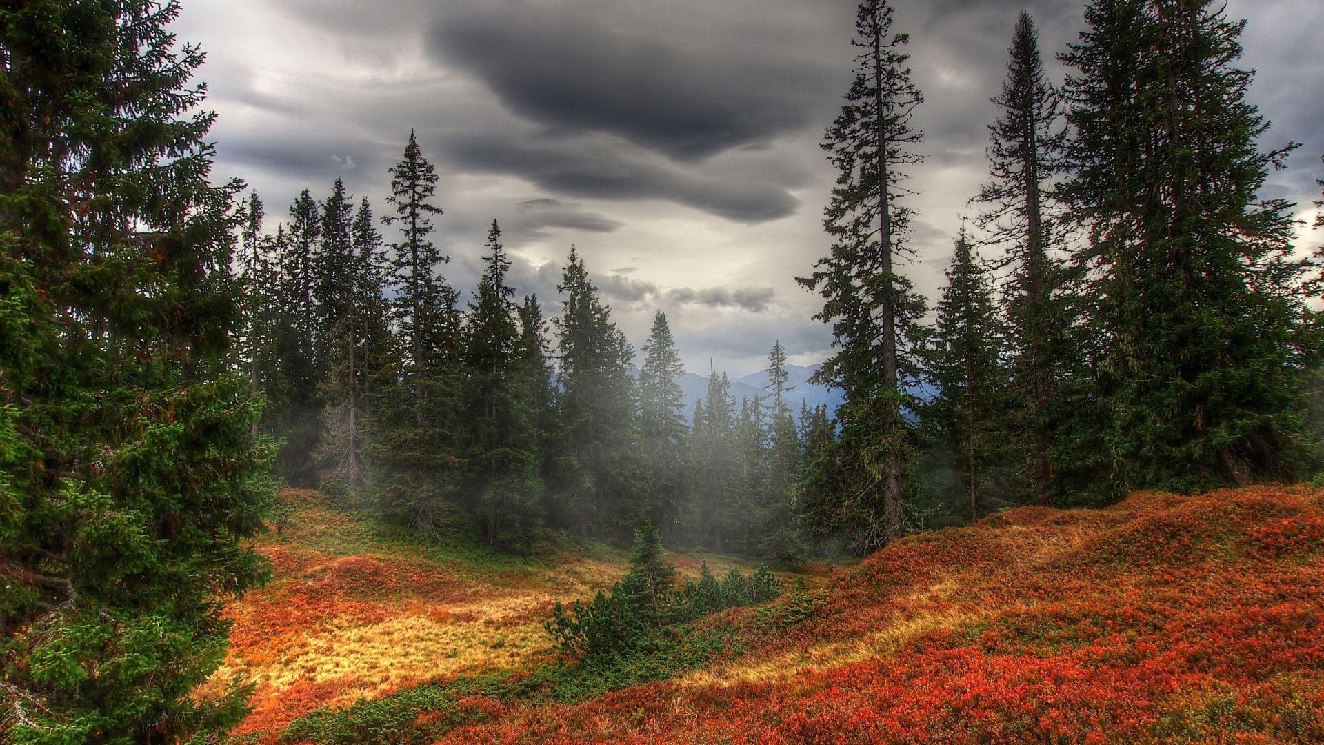 1920x1080 64k ultra HD forest wallpaper