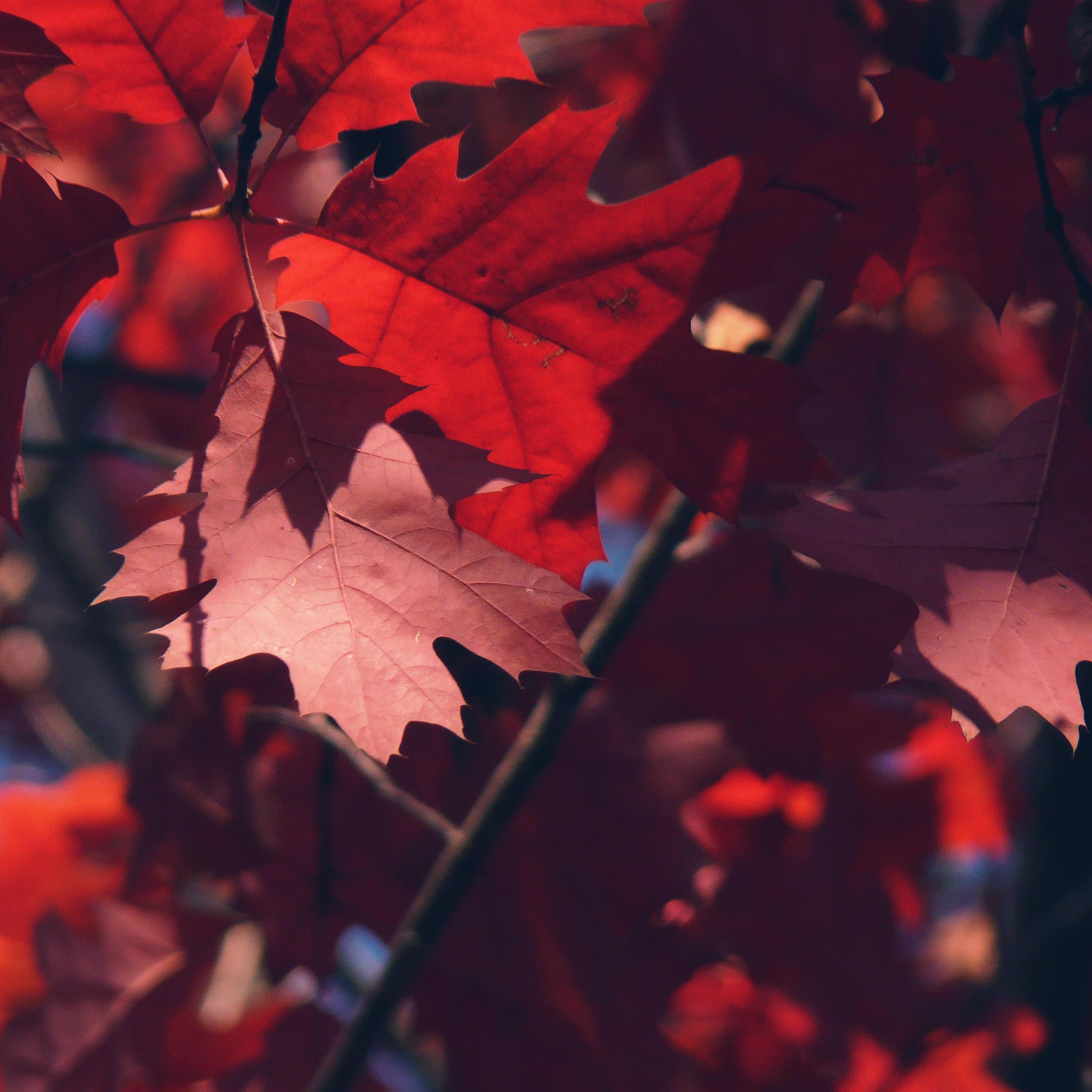 2448x2448 Natural red autumn leaves. wallpaper.sc iPad