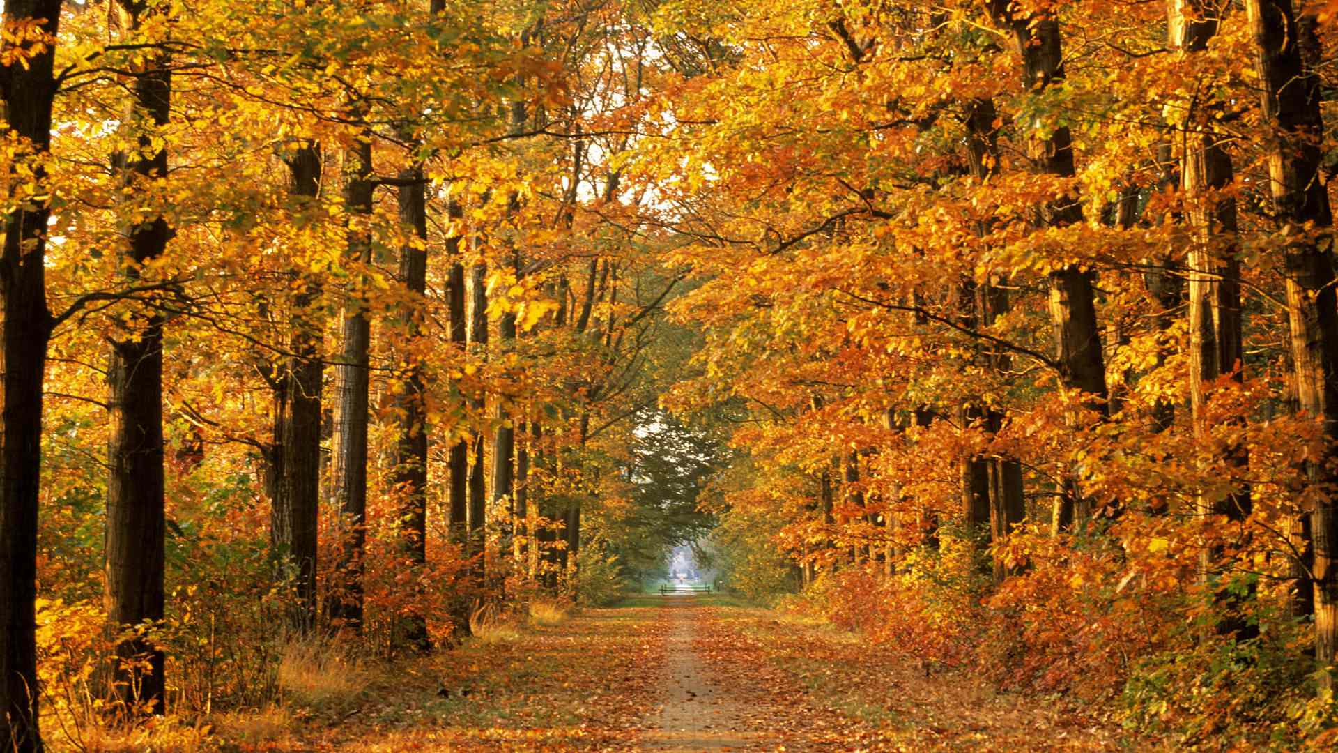 1920x1080 Autumn Wallpaper (1920*1080): wallpaper
