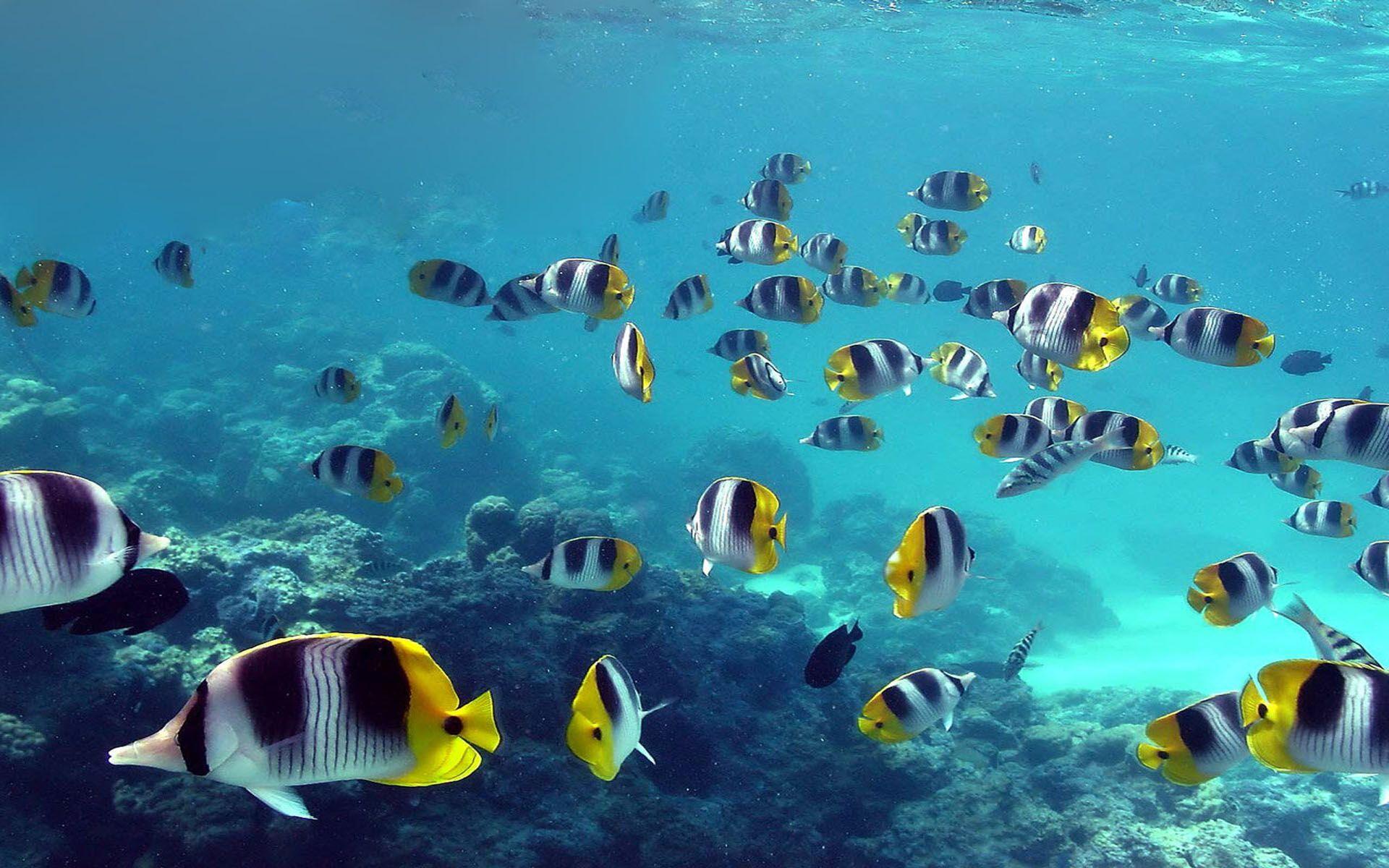 1920x1200 Beautiful Ocean Fish HD Wallpaper
