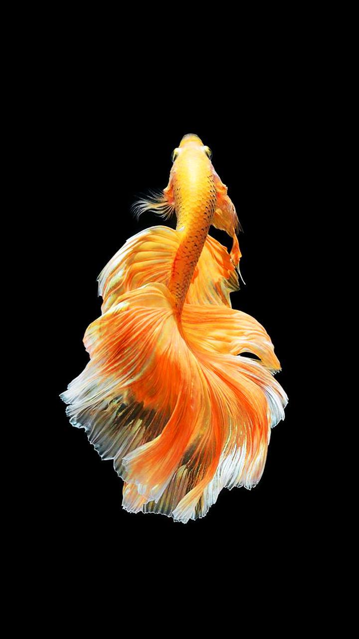 720x1280 Bettafish Wallpaper F11 Note 10 Wall 89 Siamese Fighting Fish