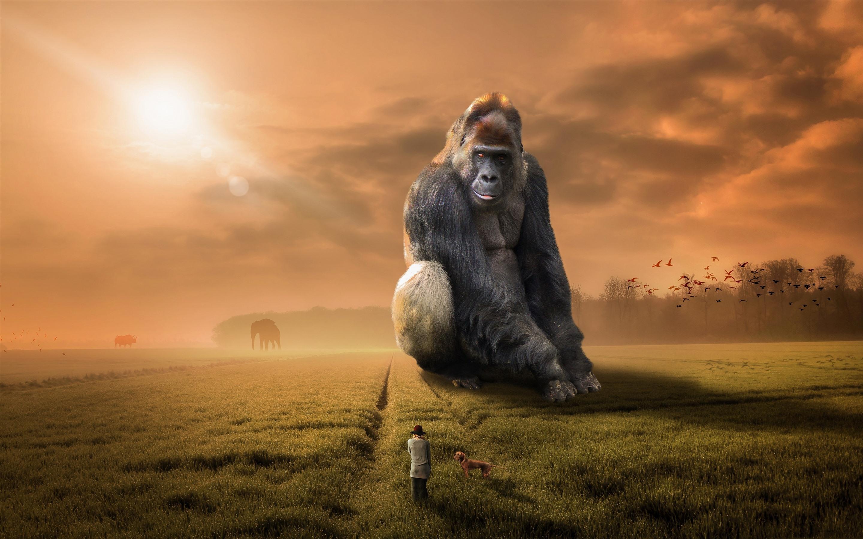 2880x1800 Wallpaper King Kong, grass, people, sunshine 3840x2160 UHD 4K Picture, Image